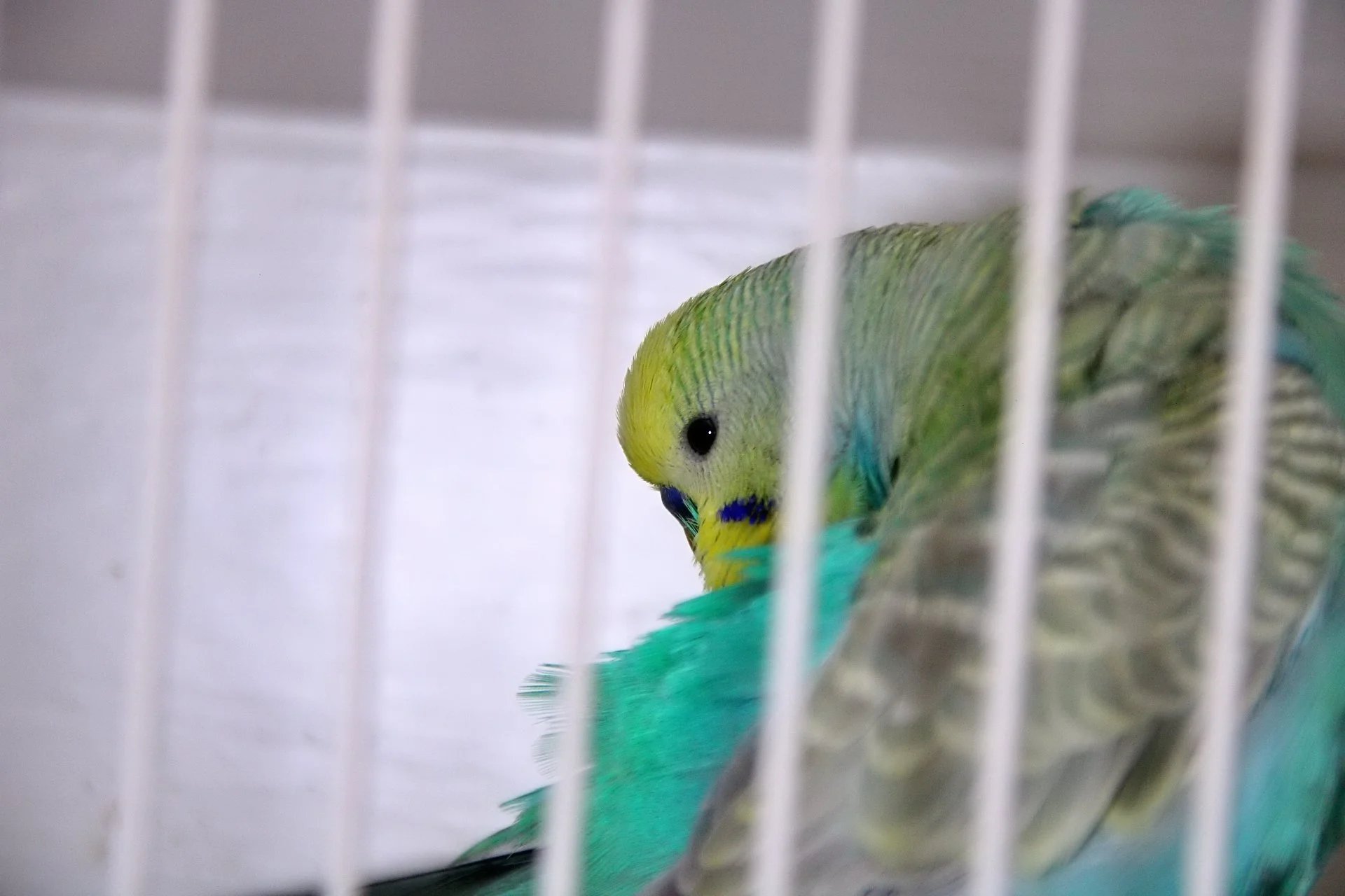 20241103 134124 MCBS Show 0630.JPG