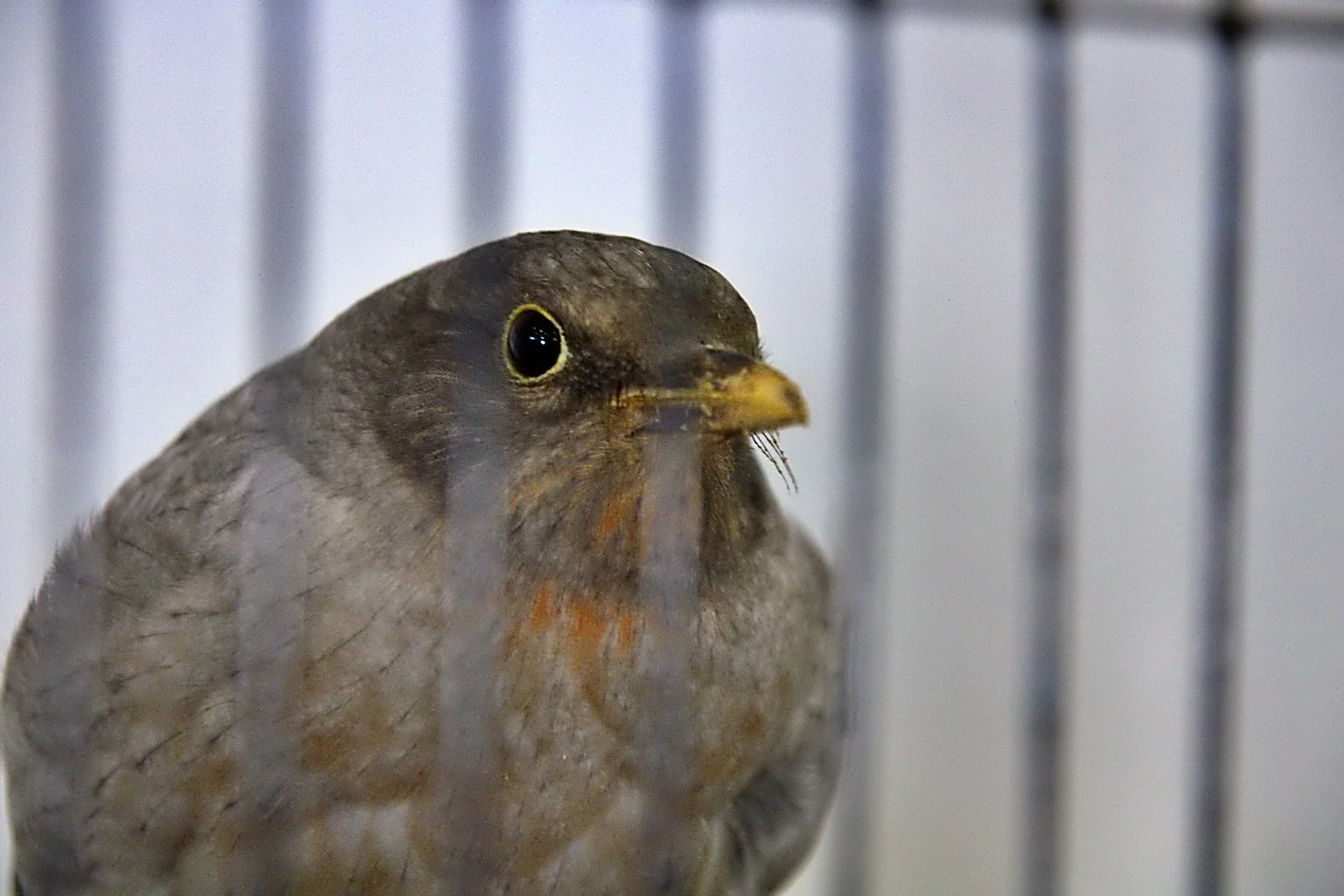 20241103 130023 MCBS Show 0416.JPG