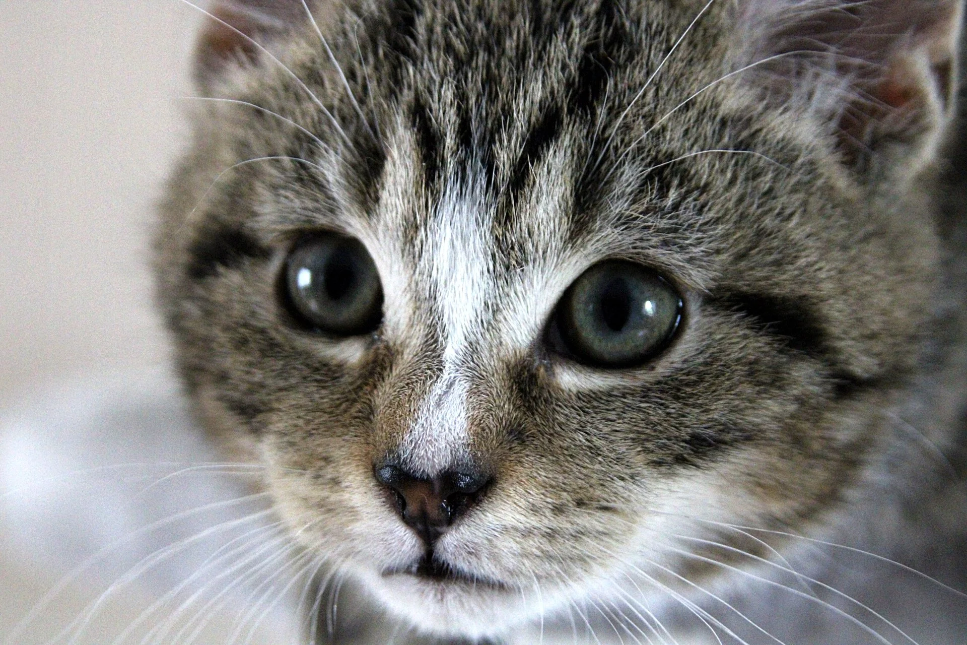 CATS 0072.jpg