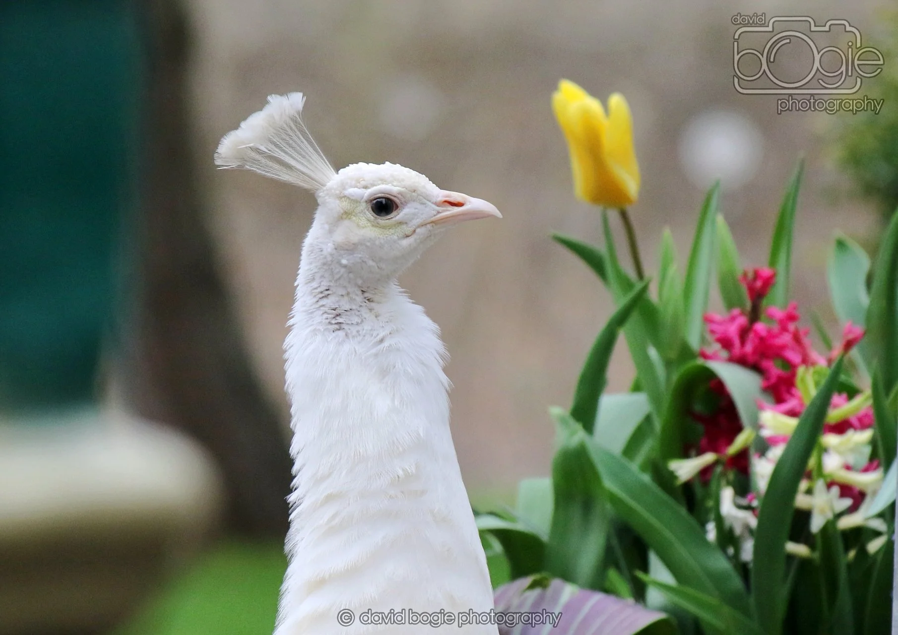 20260324 123826 Pittencrieff Park 0276.jpg