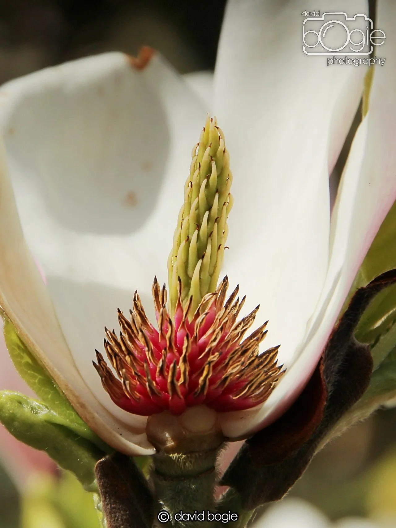 20240423 110520 Beveridge 0017.JPG