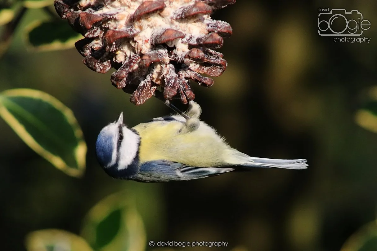 20251231 135328 Silverburn 0344.JPG