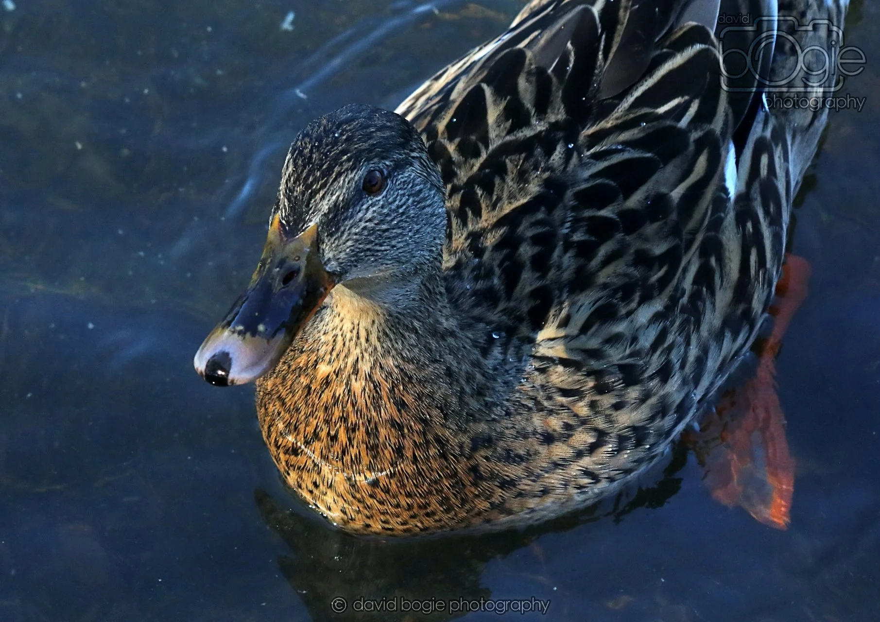 20260319 113250 Beveridge Park 0122.jpg