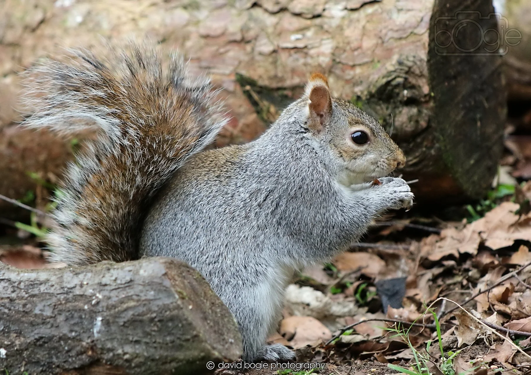 20260326 113659 Silverburn 0234.jpg