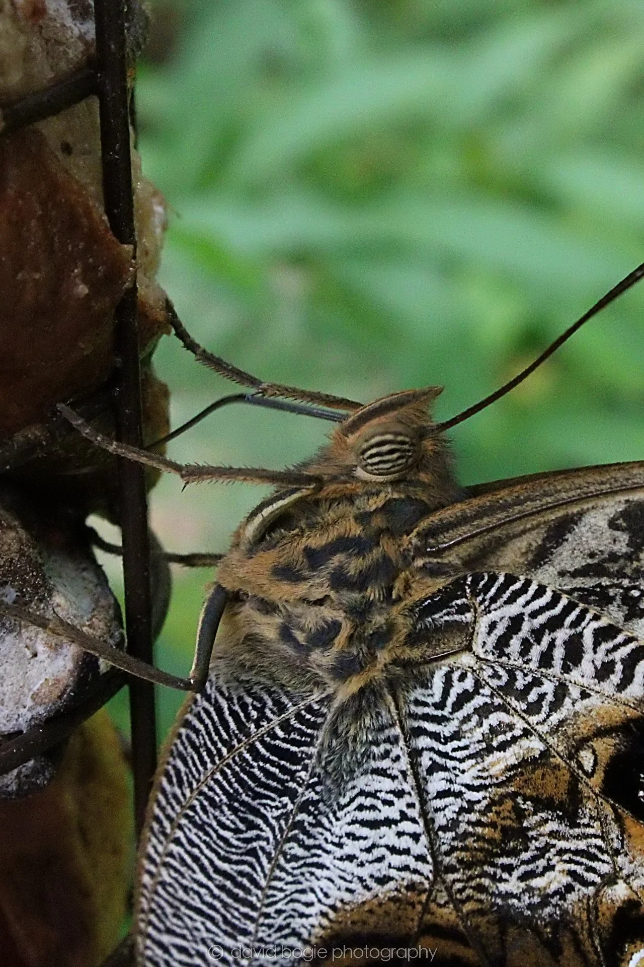 20191019 133219 Butterfly World 0053.jpg
