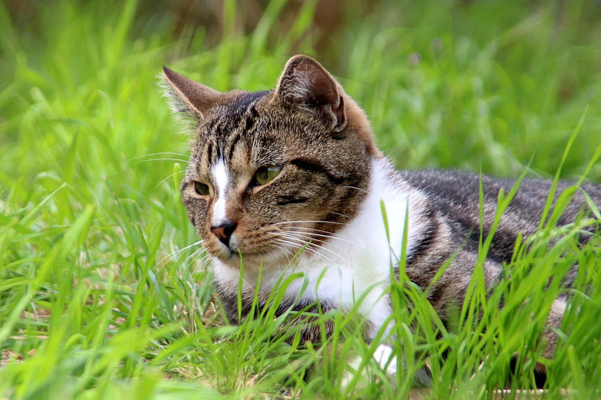 CATS 0254.jpg