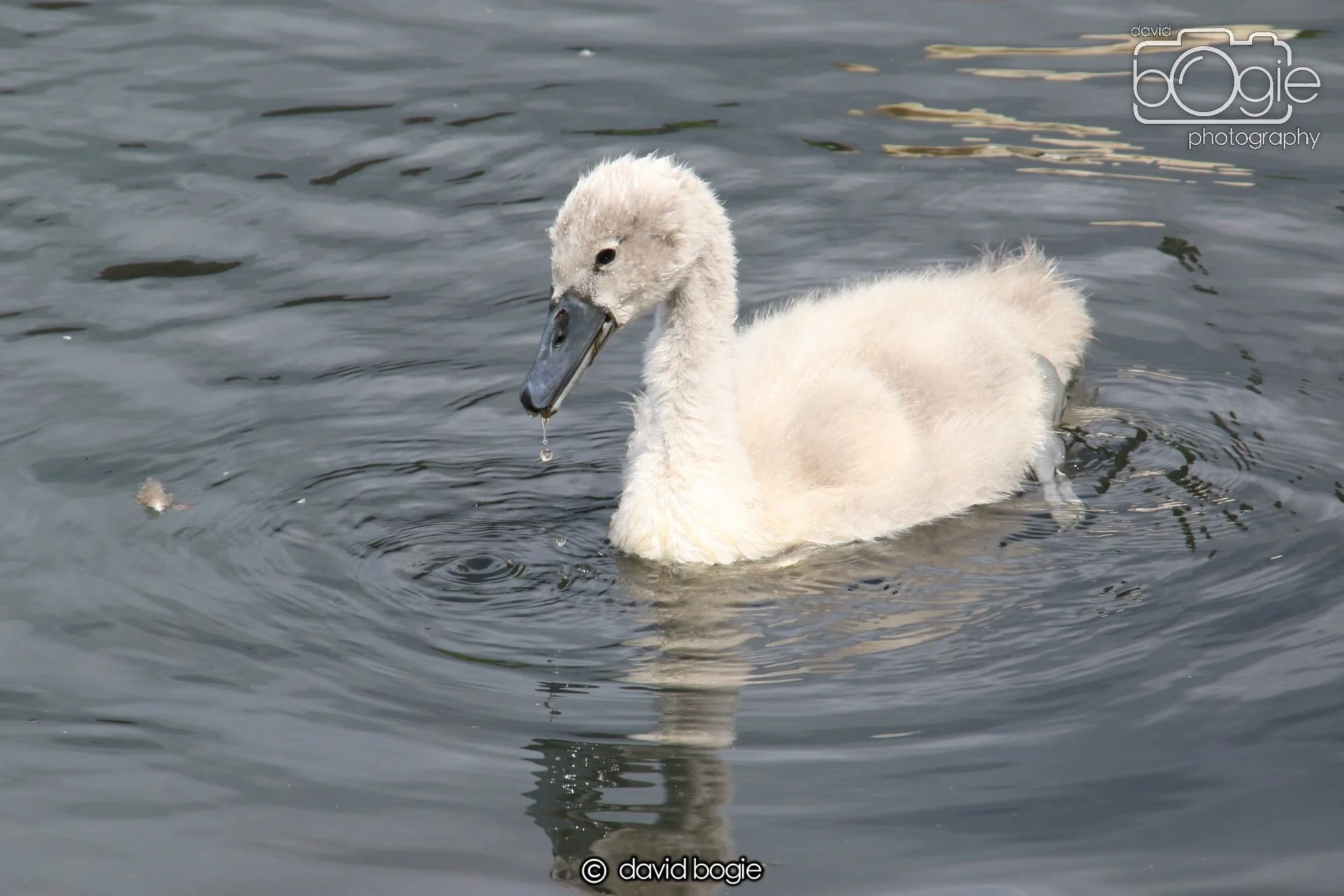 20250613 114156 Beveridge 0014.JPG