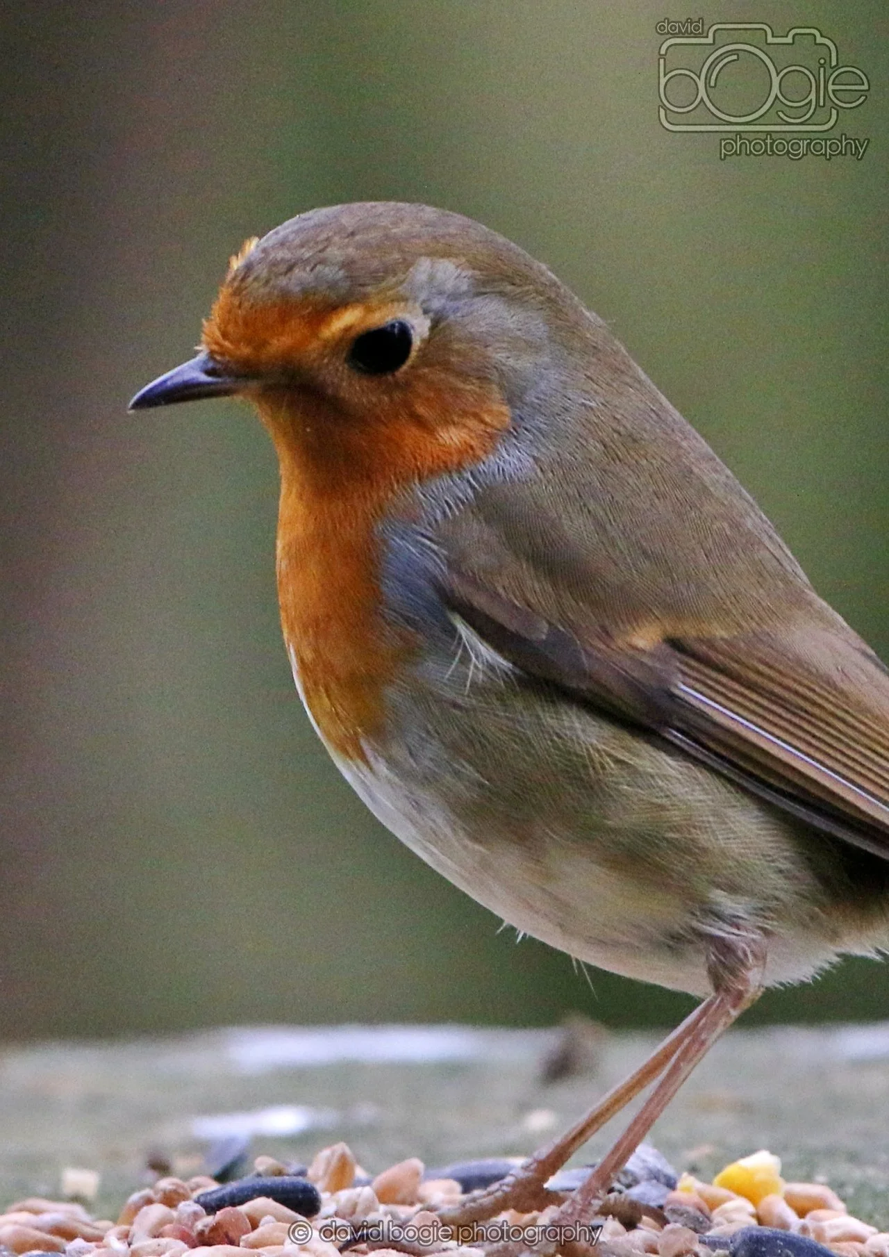 20260324 125528 Pittencrieff Park 0290.jpg