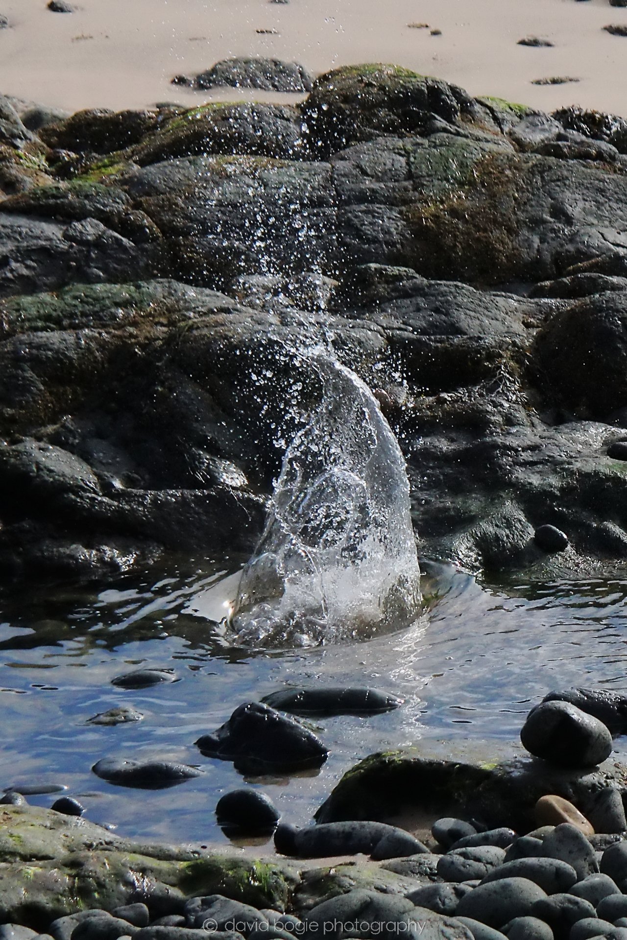 20210413 Kinghorn (12) .jpg