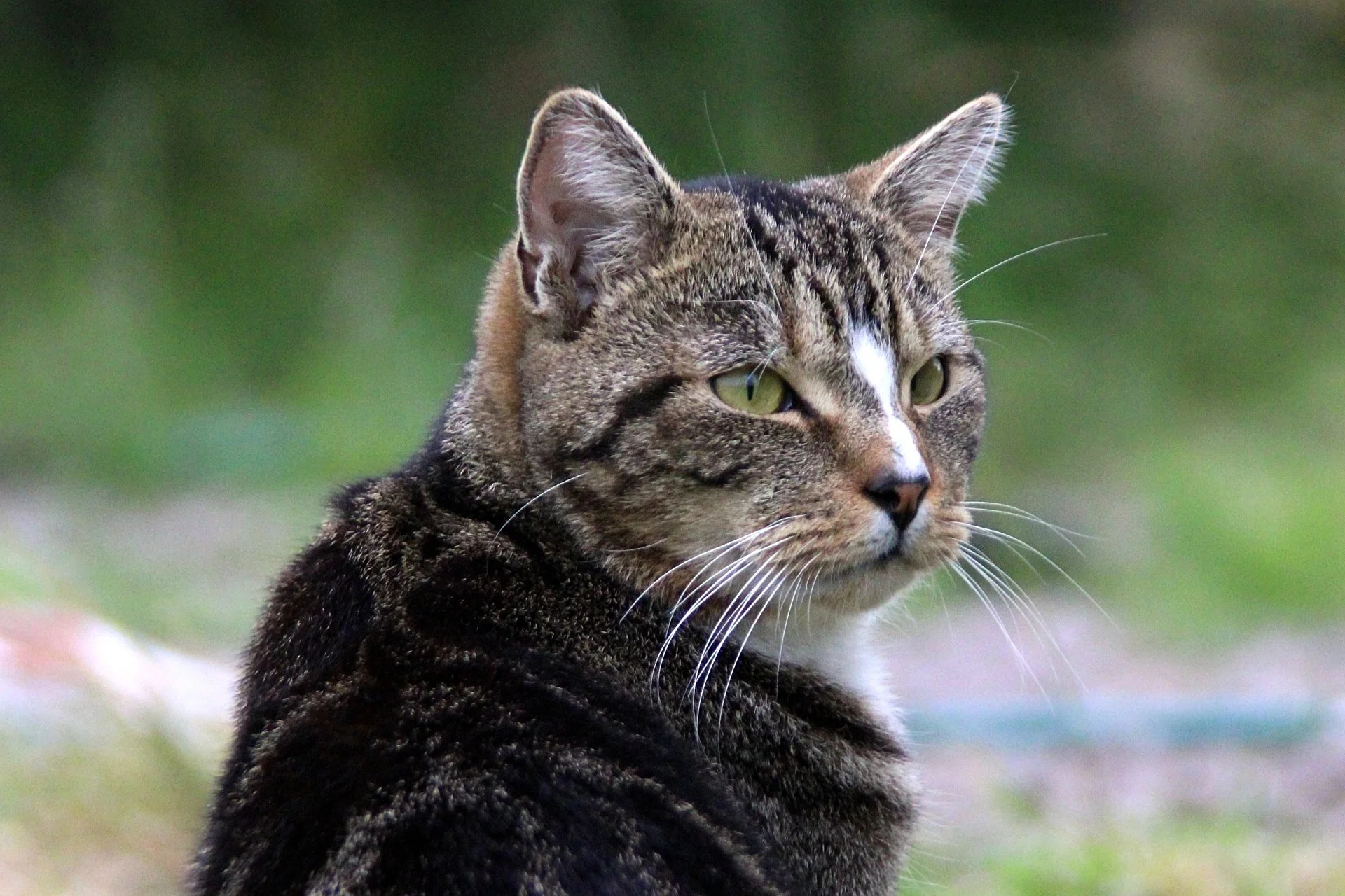 CATS 0189.jpg