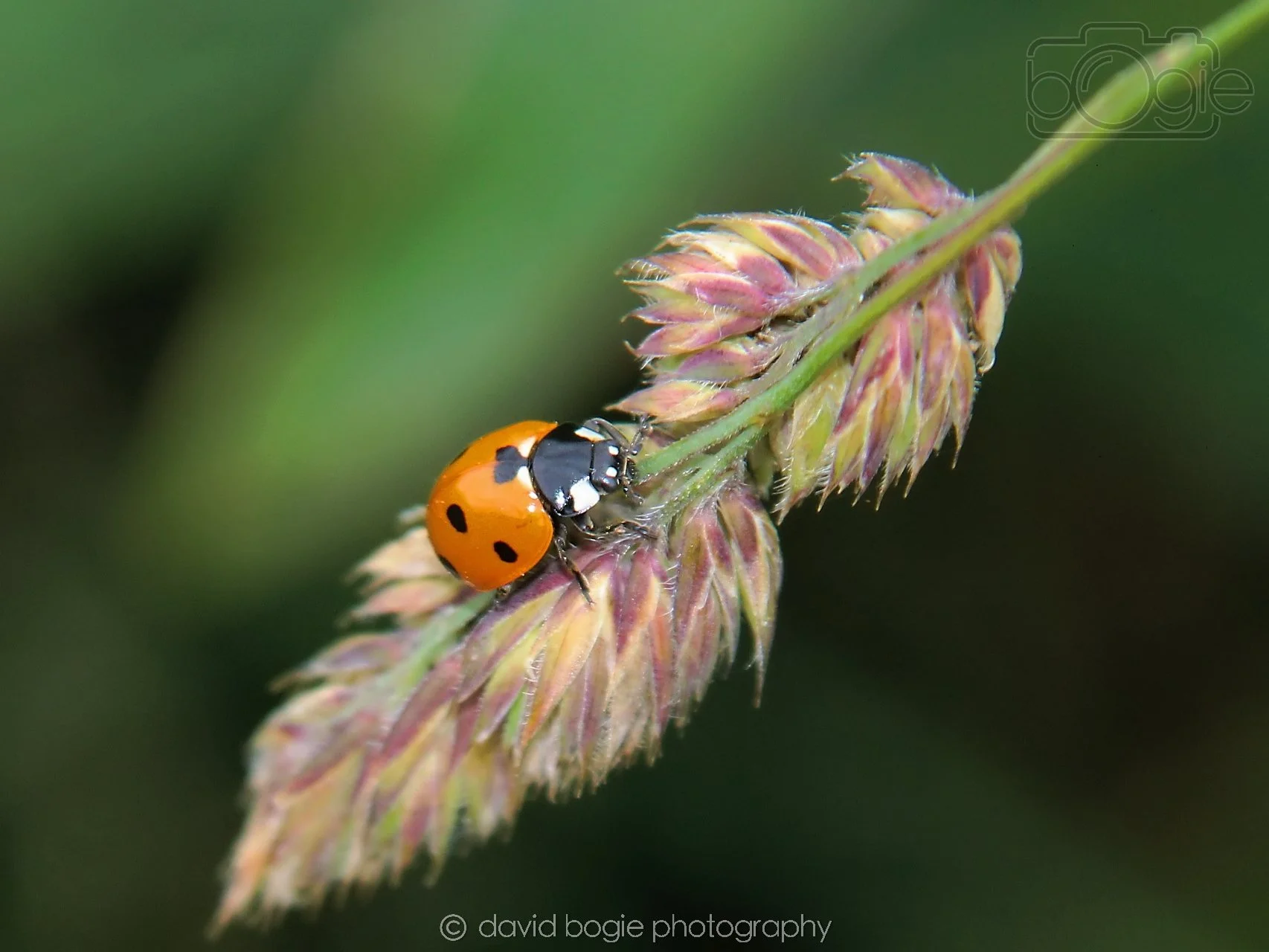 20230710 Lochore Meadows 121500 00001.jpg