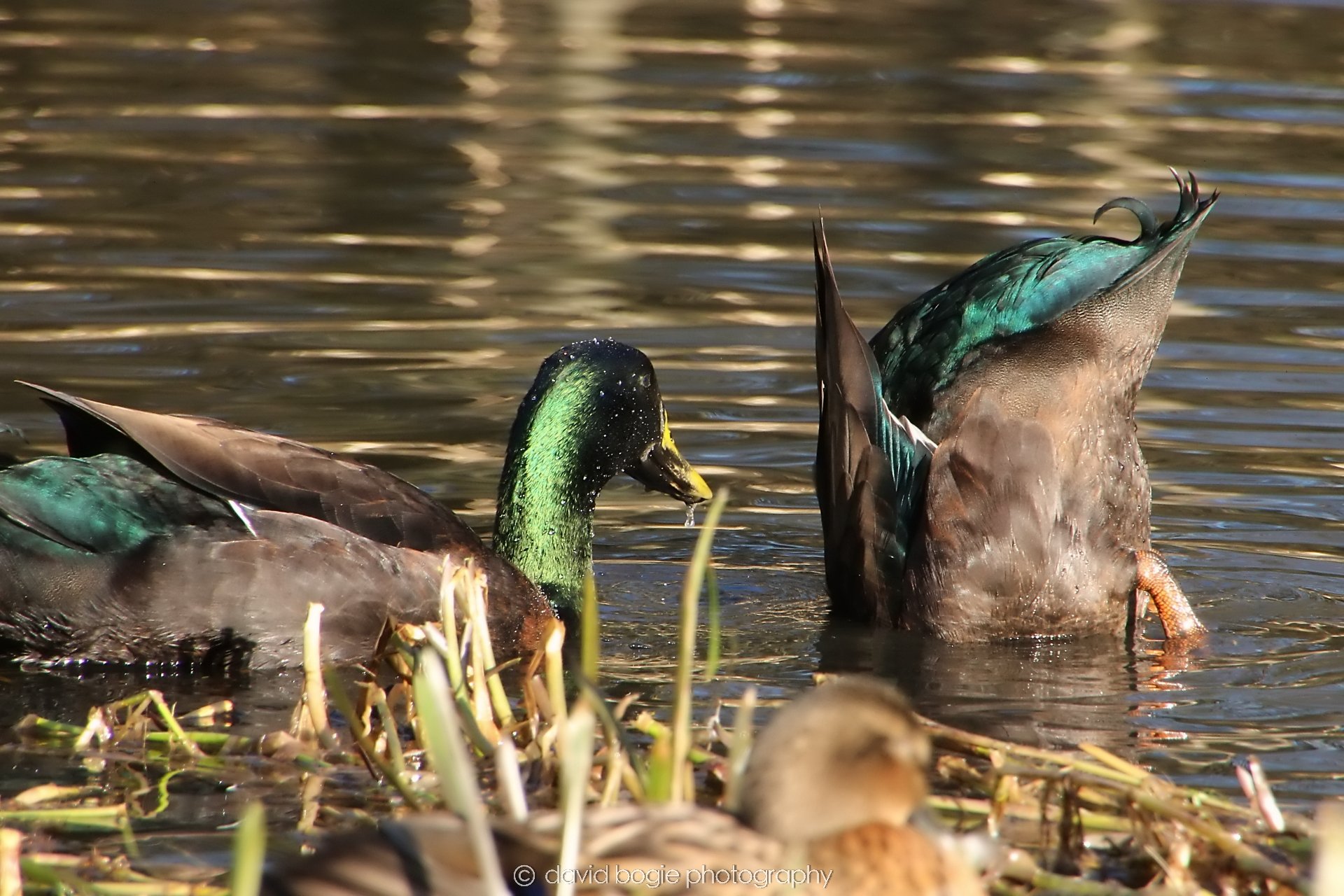 YEAR20240207 Lochore Meadows 0294.jpg