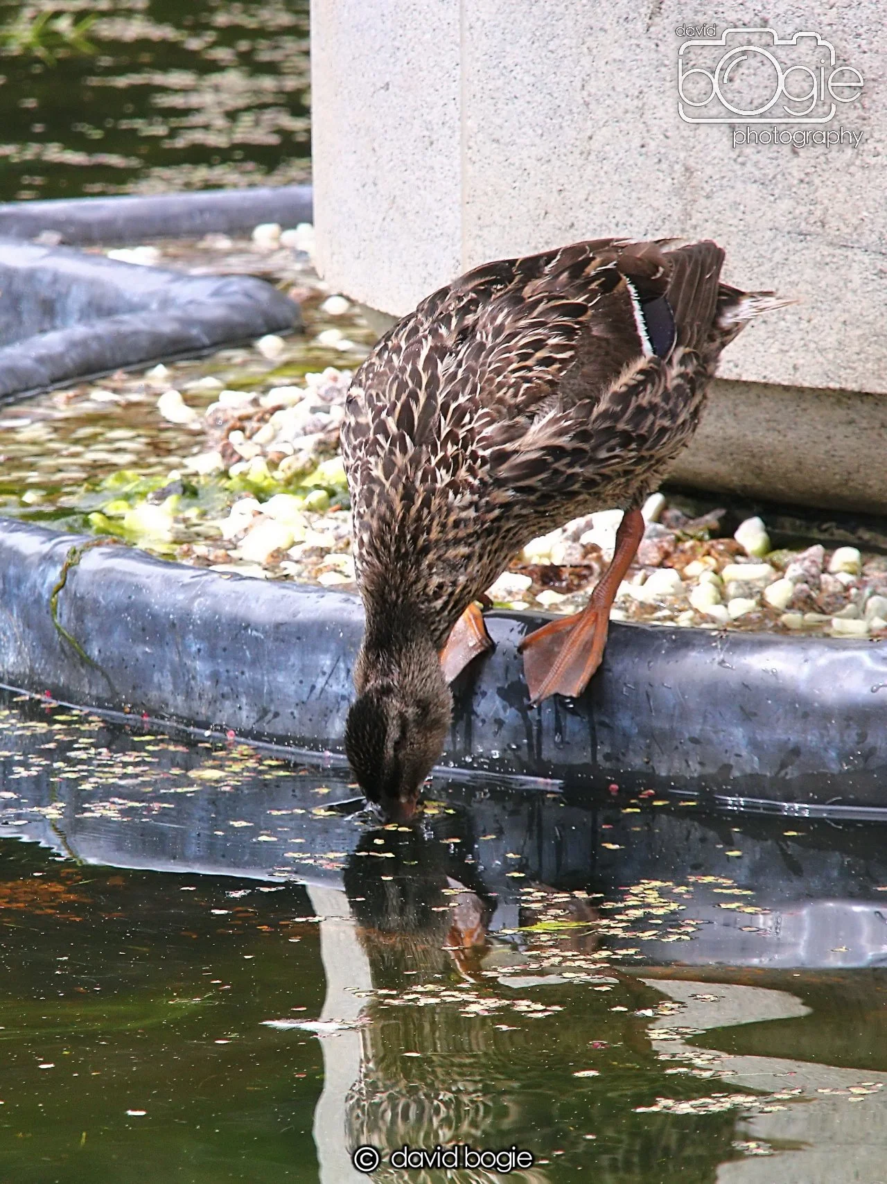 20240722 133345 Beveridge 0129.JPG