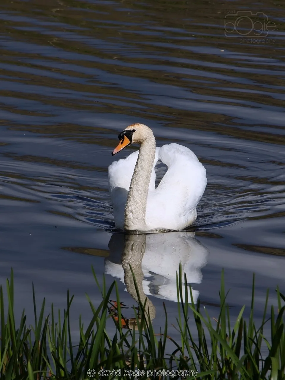 SWAN048
