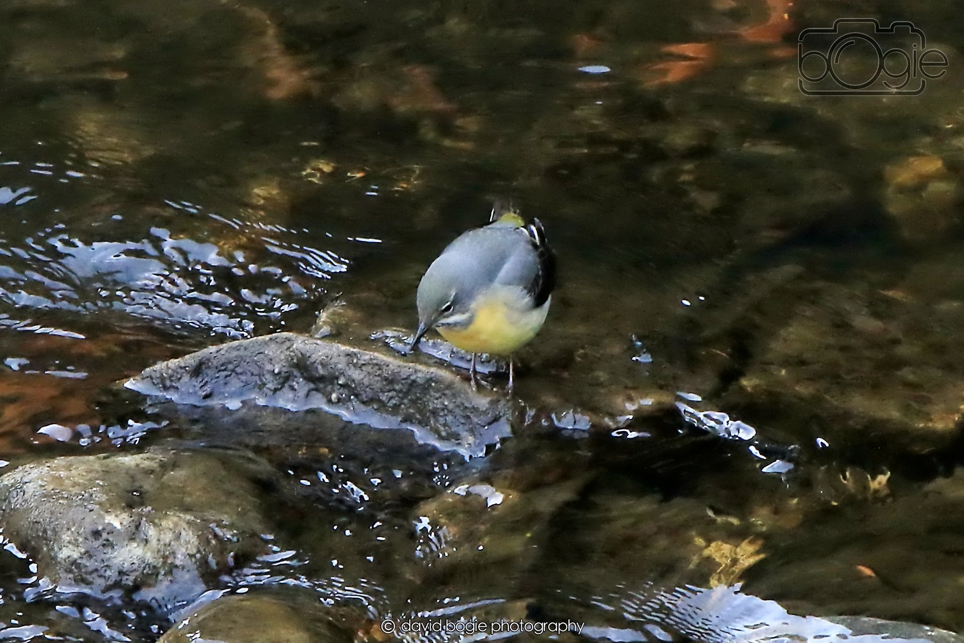 20260415 120721 Links Market 0171.jpg