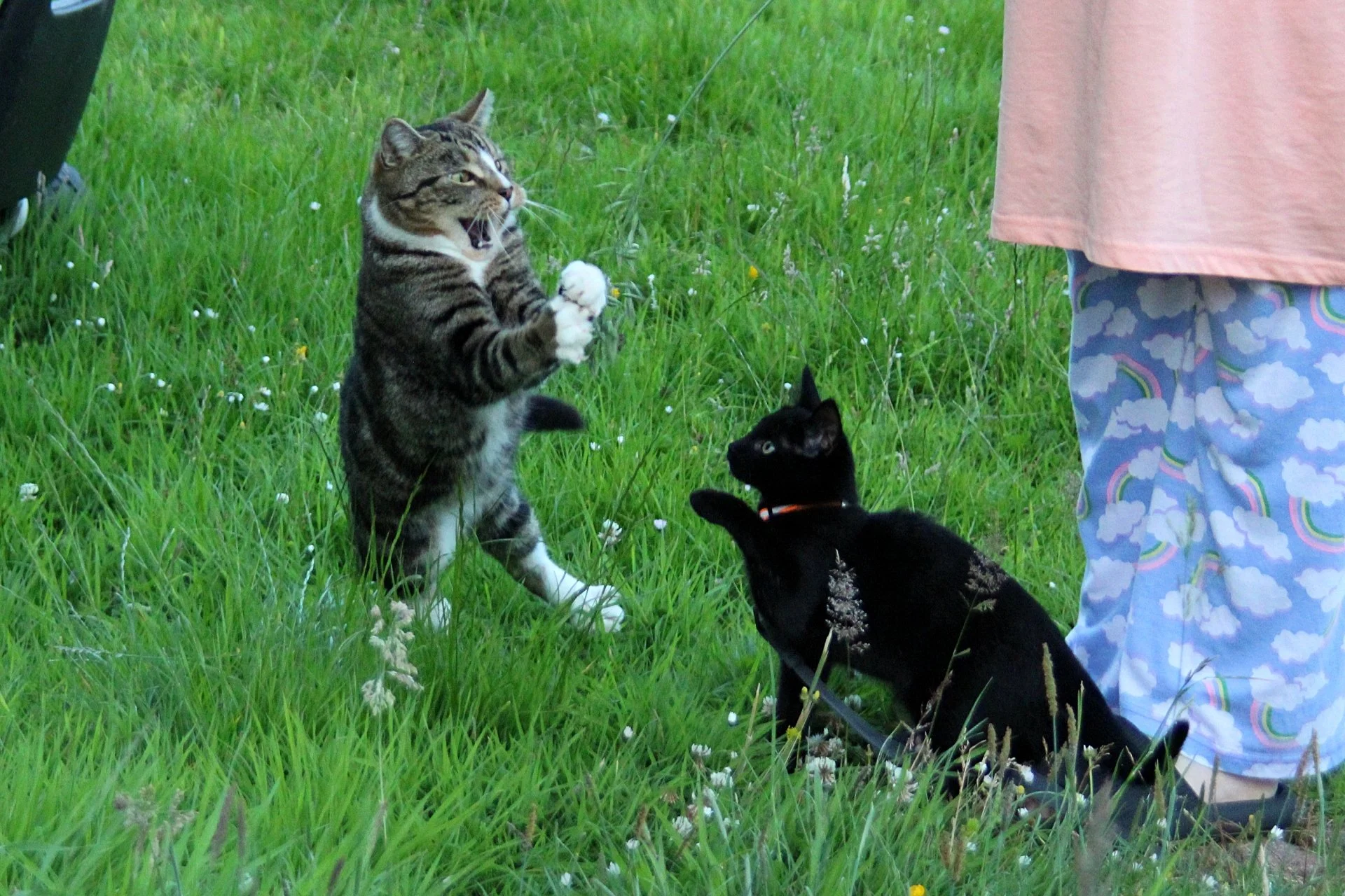 CATS 0182.jpg