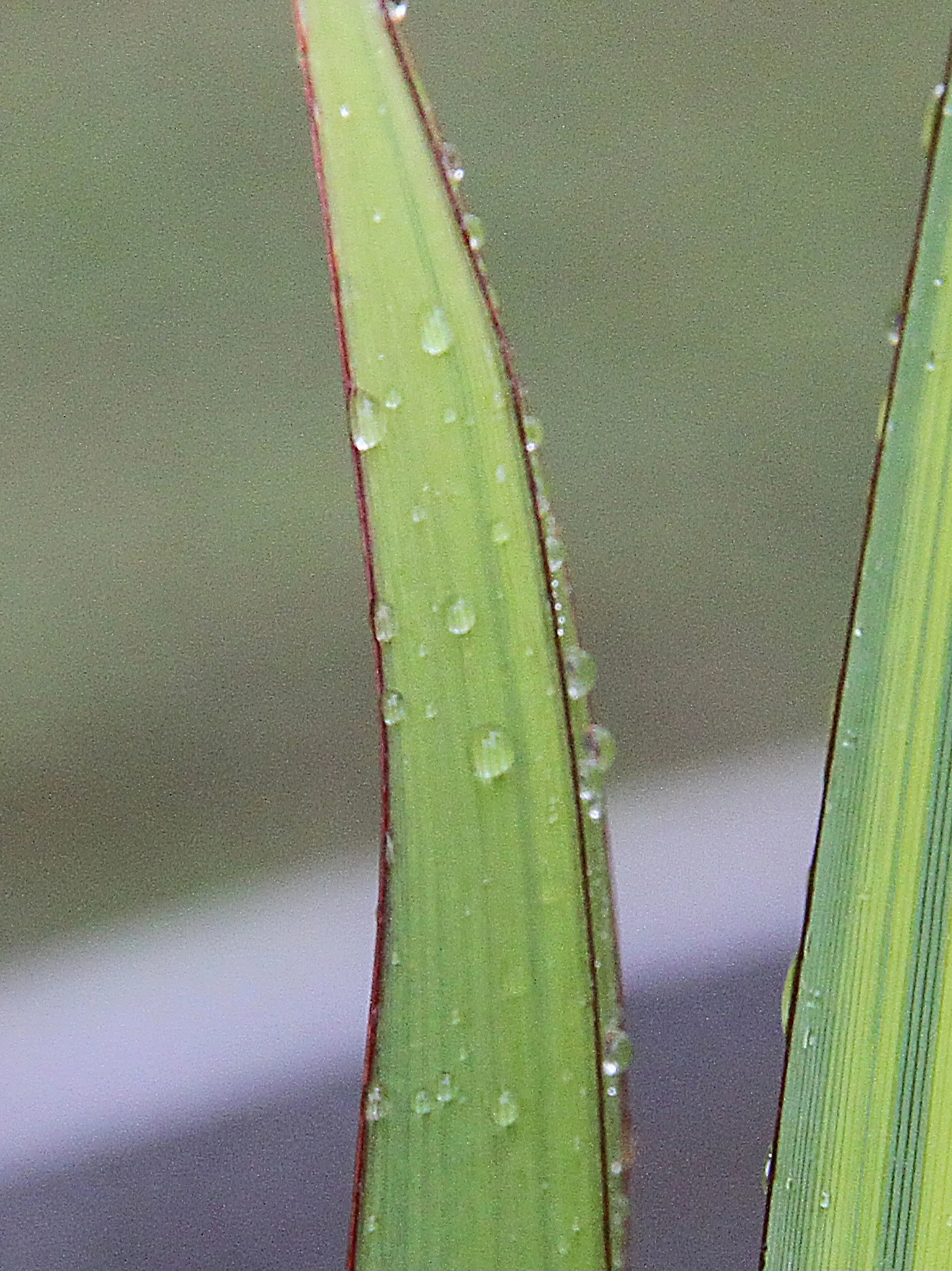 20260403 132348 Dunnikier Sensory Garden 0088.jpg