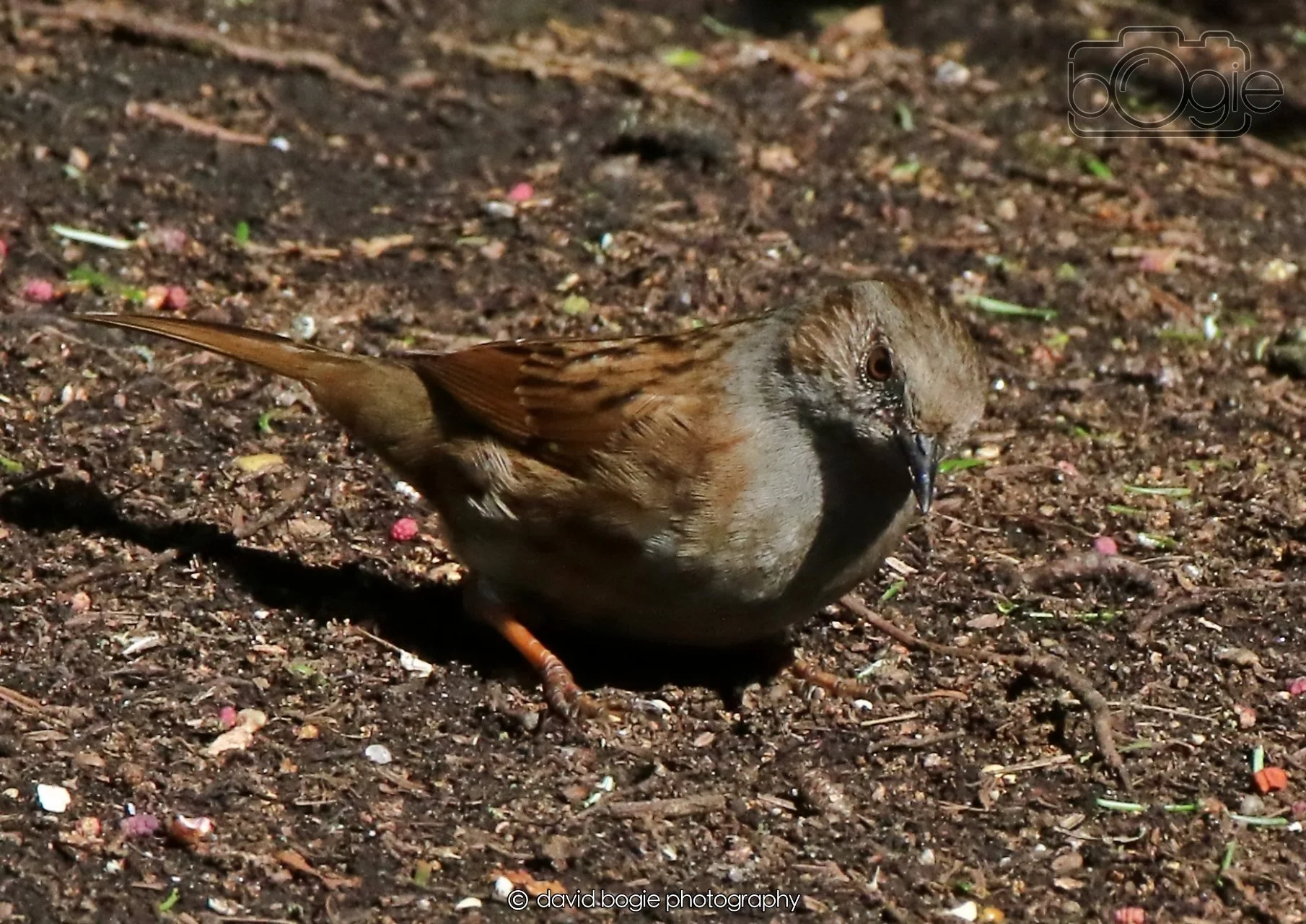 20260403 121406 Dunnikier 0069.jpg