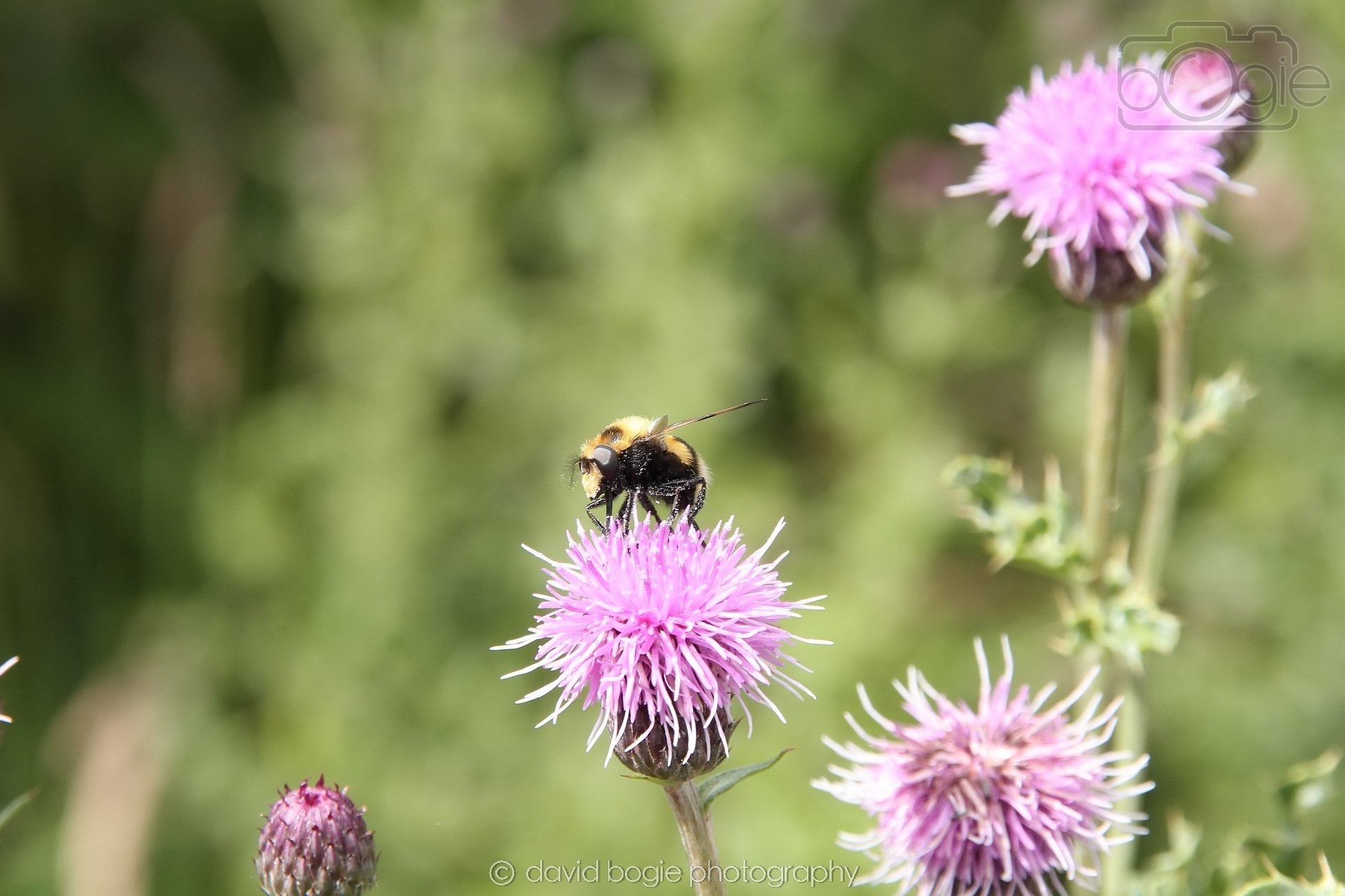 20240706 134013 Lochore Meadows 0018.jpg