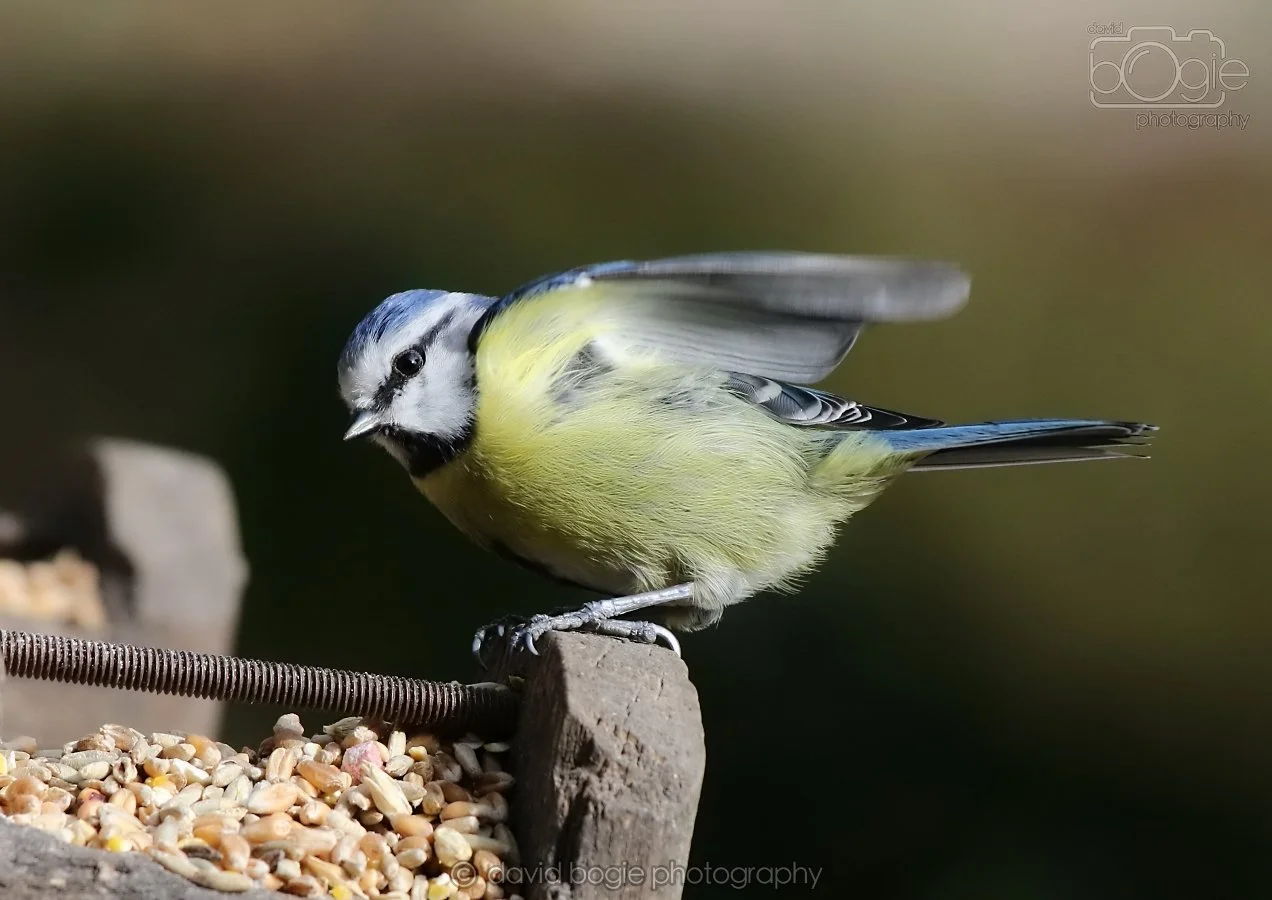 20260314 142355 Silverburn 0208.jpg