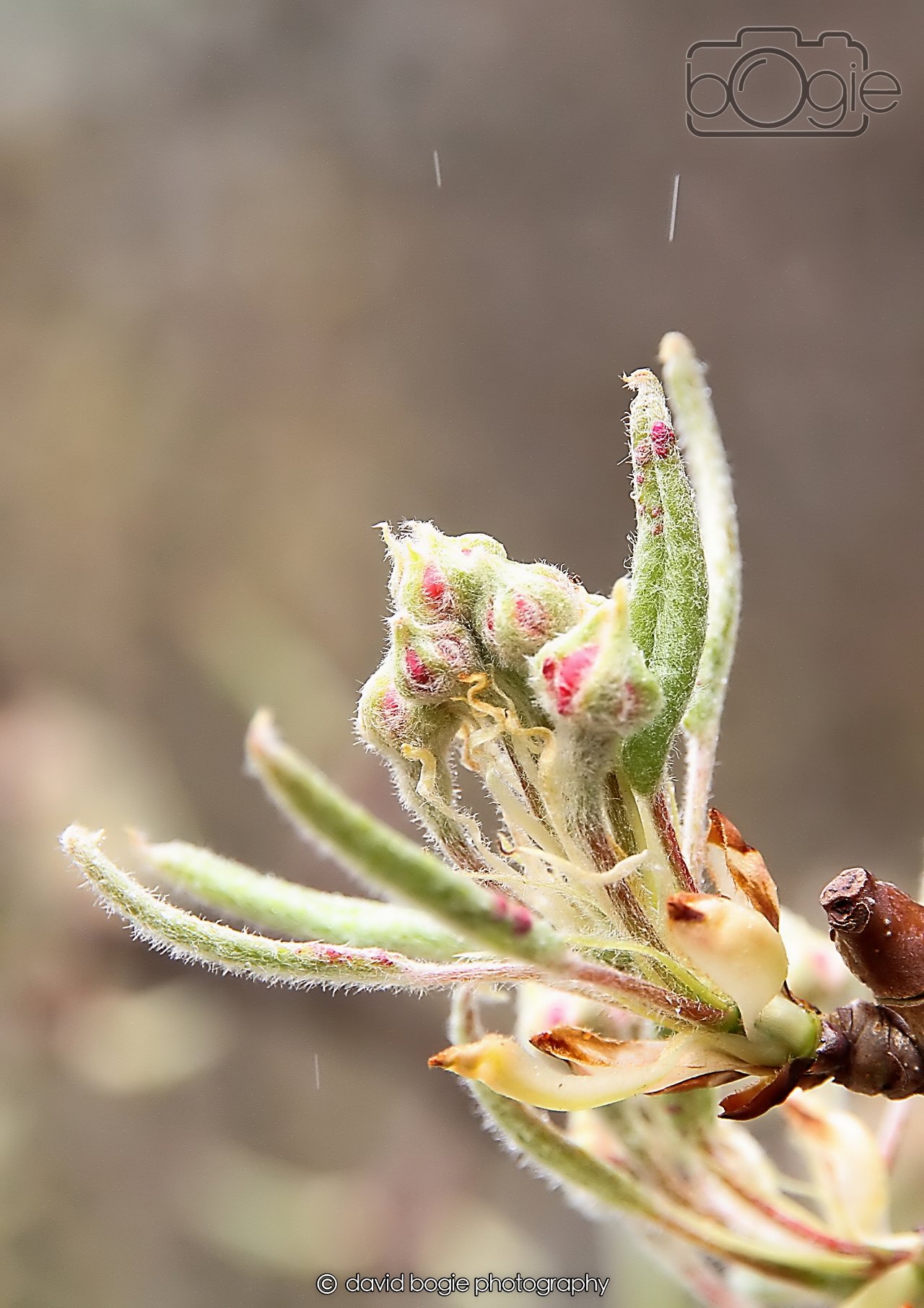 20260401 121201 Culross 0082.jpg