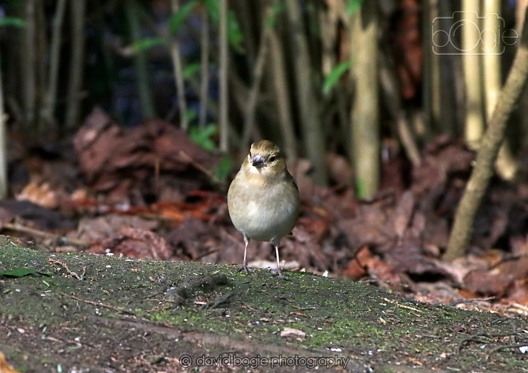 20260322 144951 Dunnikier 0192.jpg