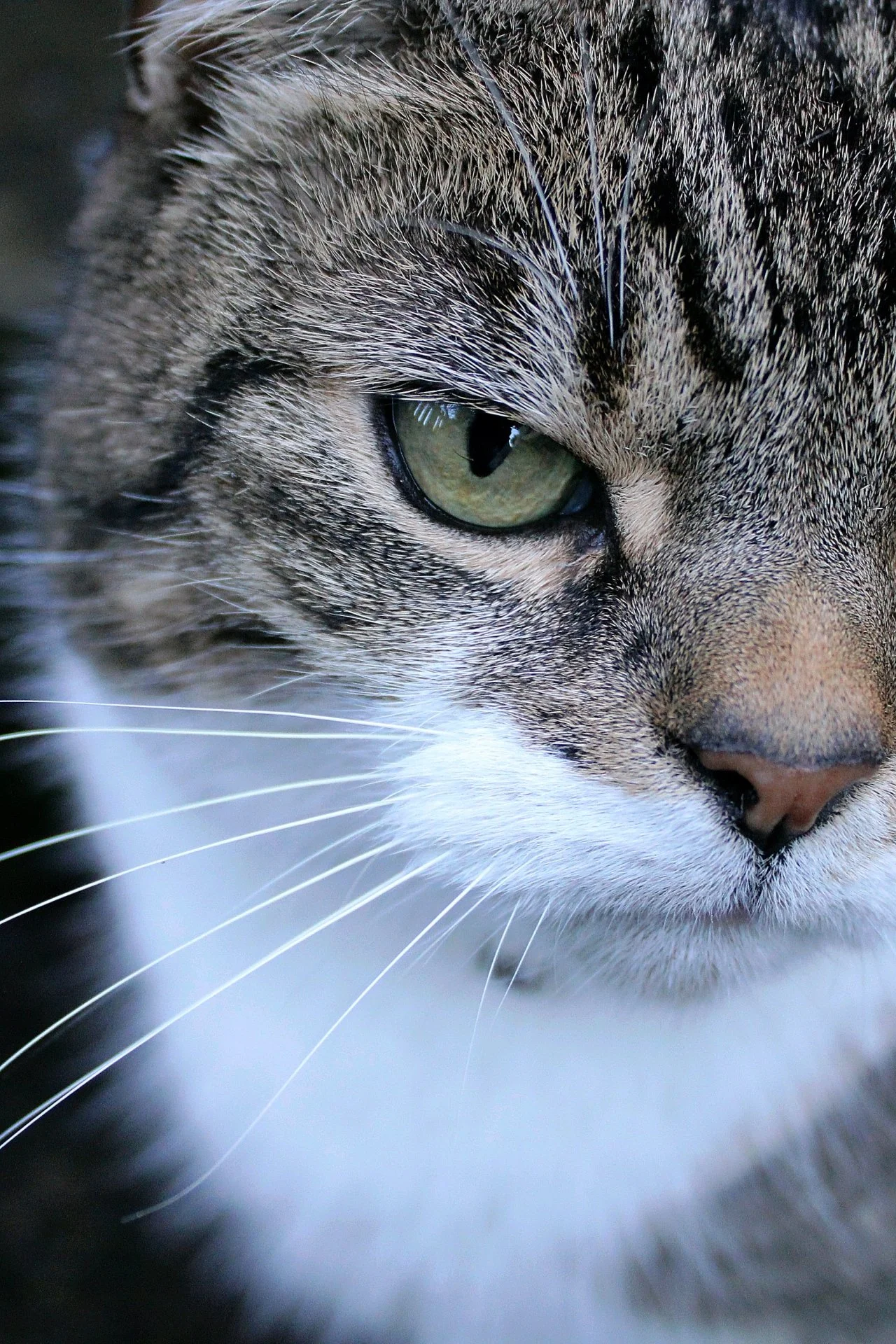 CATS 0020.jpg