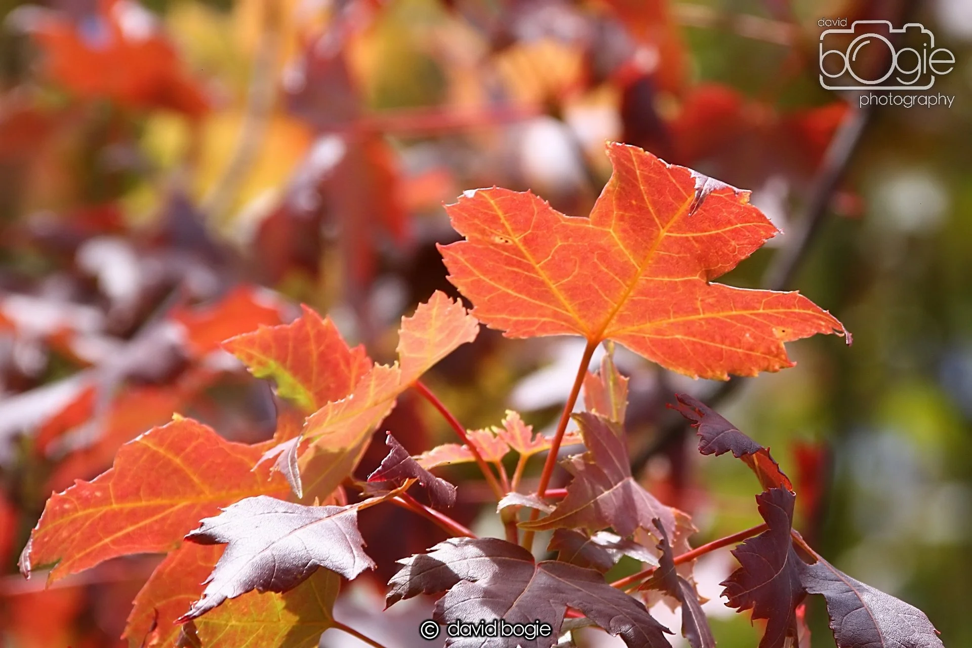 20240722 130609 Beveridge 0067.JPG