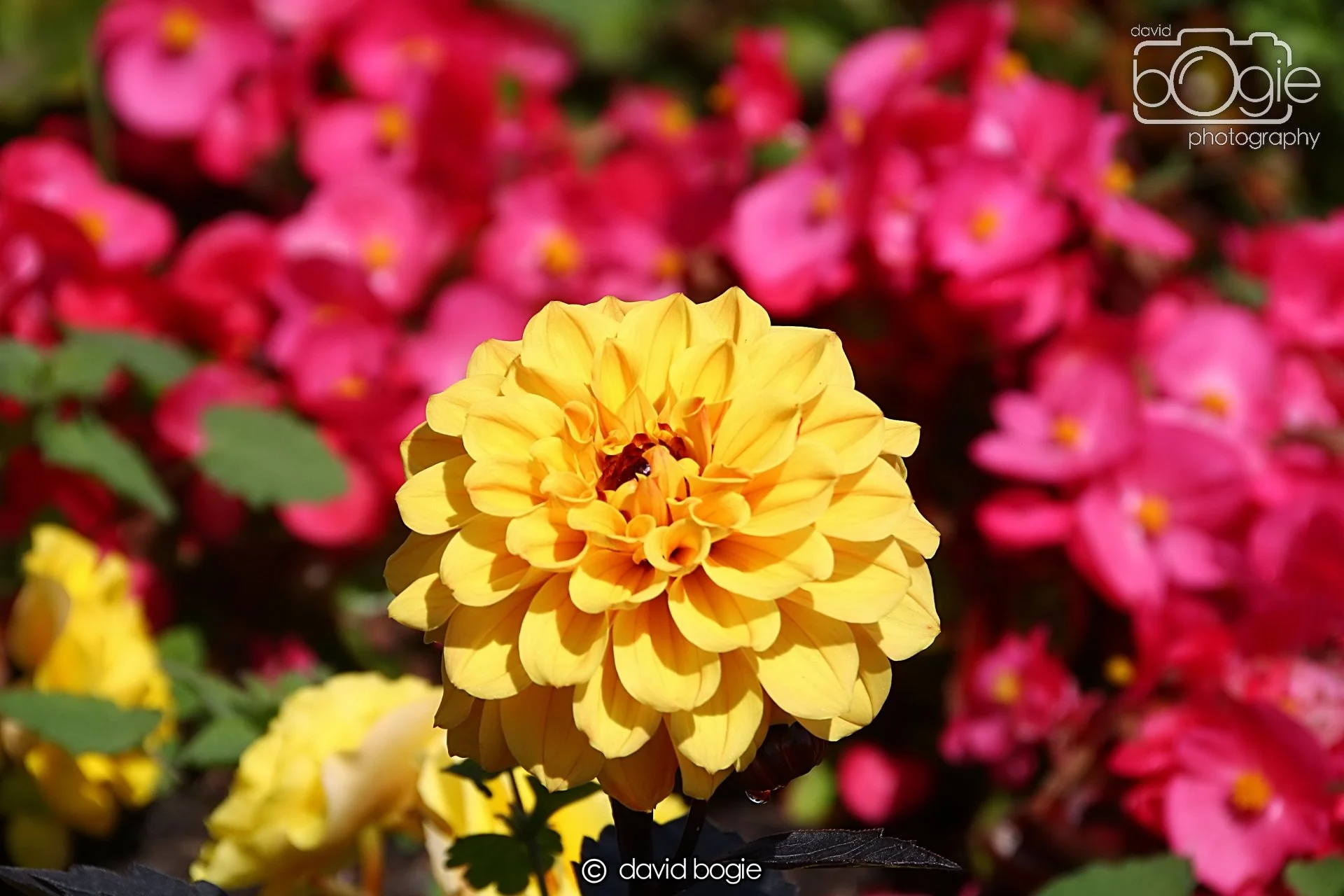 20240722 122044 Beveridge 0060.JPG