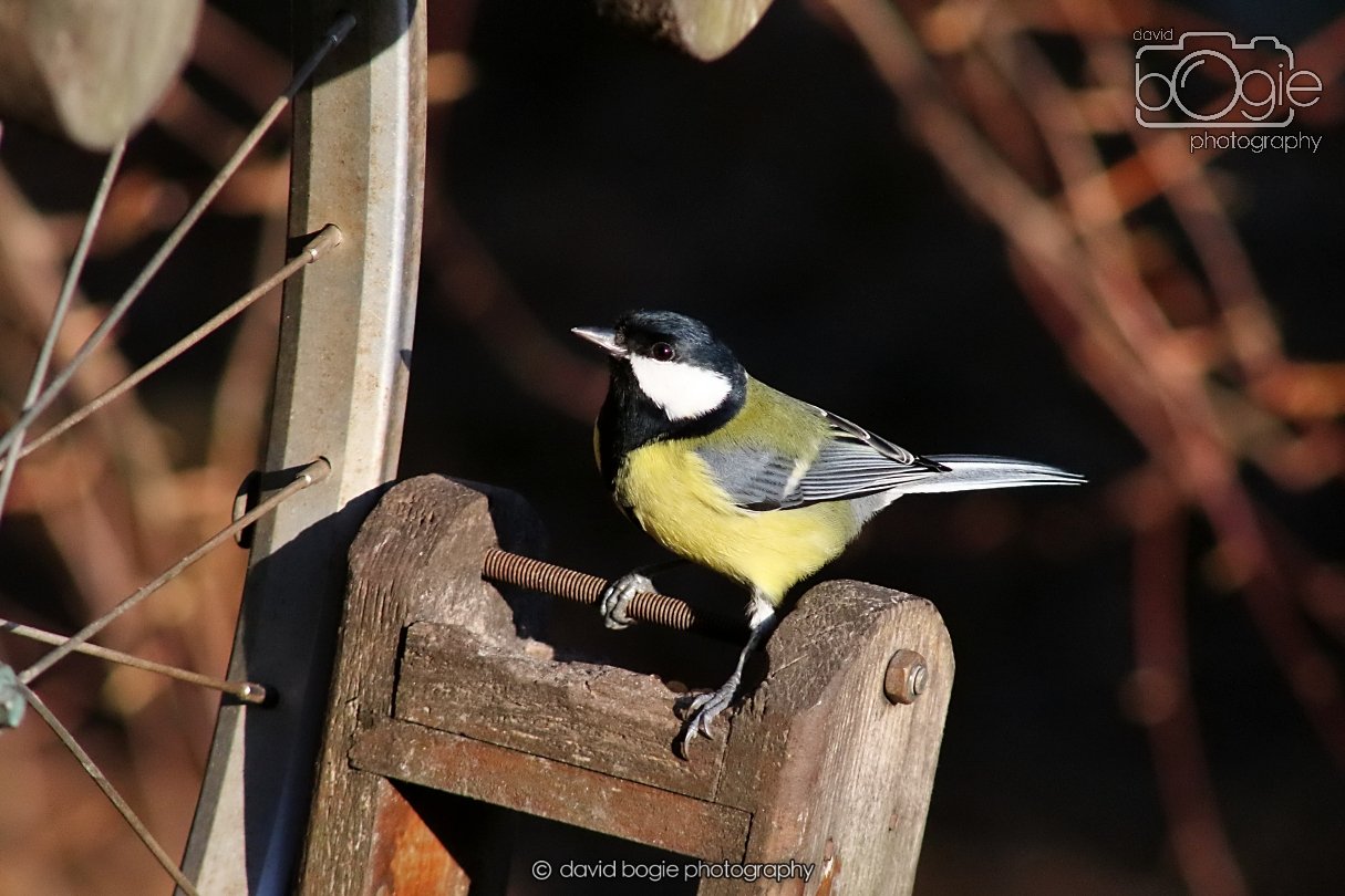 20251231 134406 Silverburn 0227.JPG