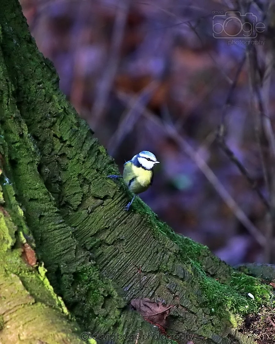 20260128 143716 Dunnikier 0422.jpg