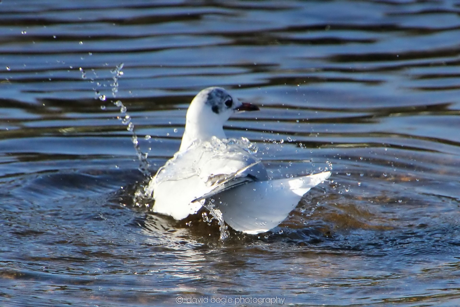 YEAR20240207 Lochore Meadows 0228.jpg