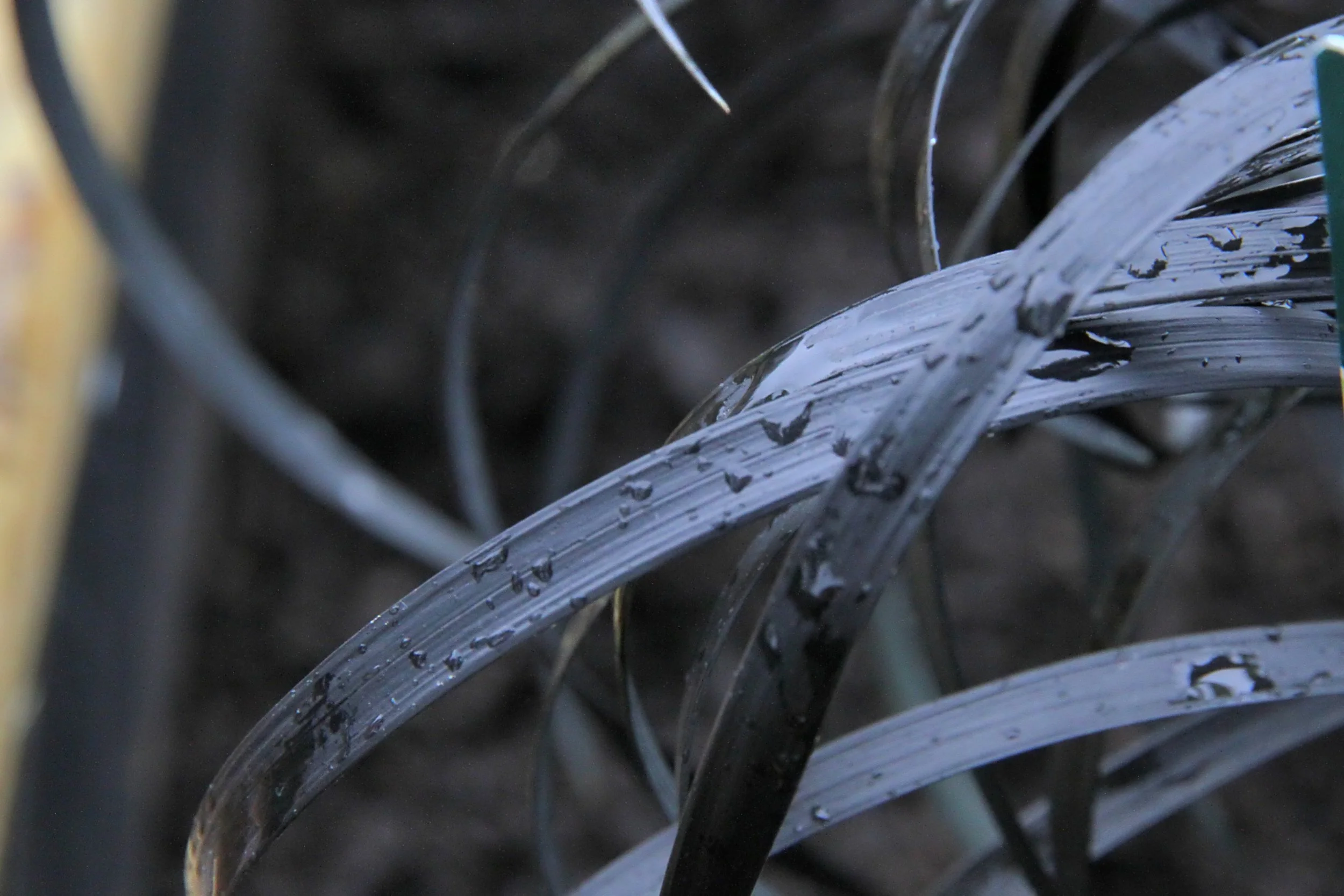 20260403 132304 Dunnikier Sensory Garden 0083.jpg