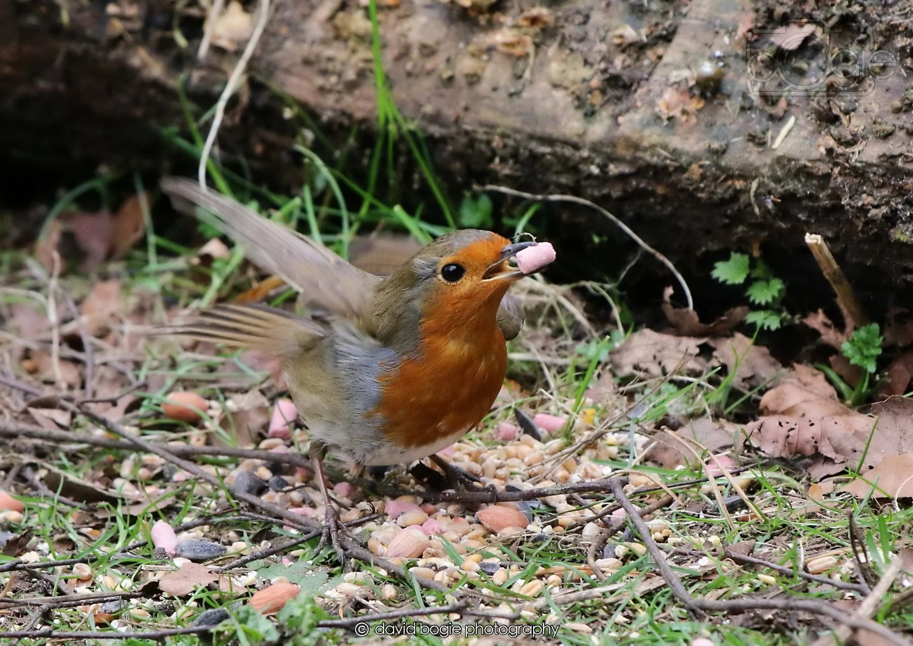 20260326 113814 Silverburn 0244.jpg