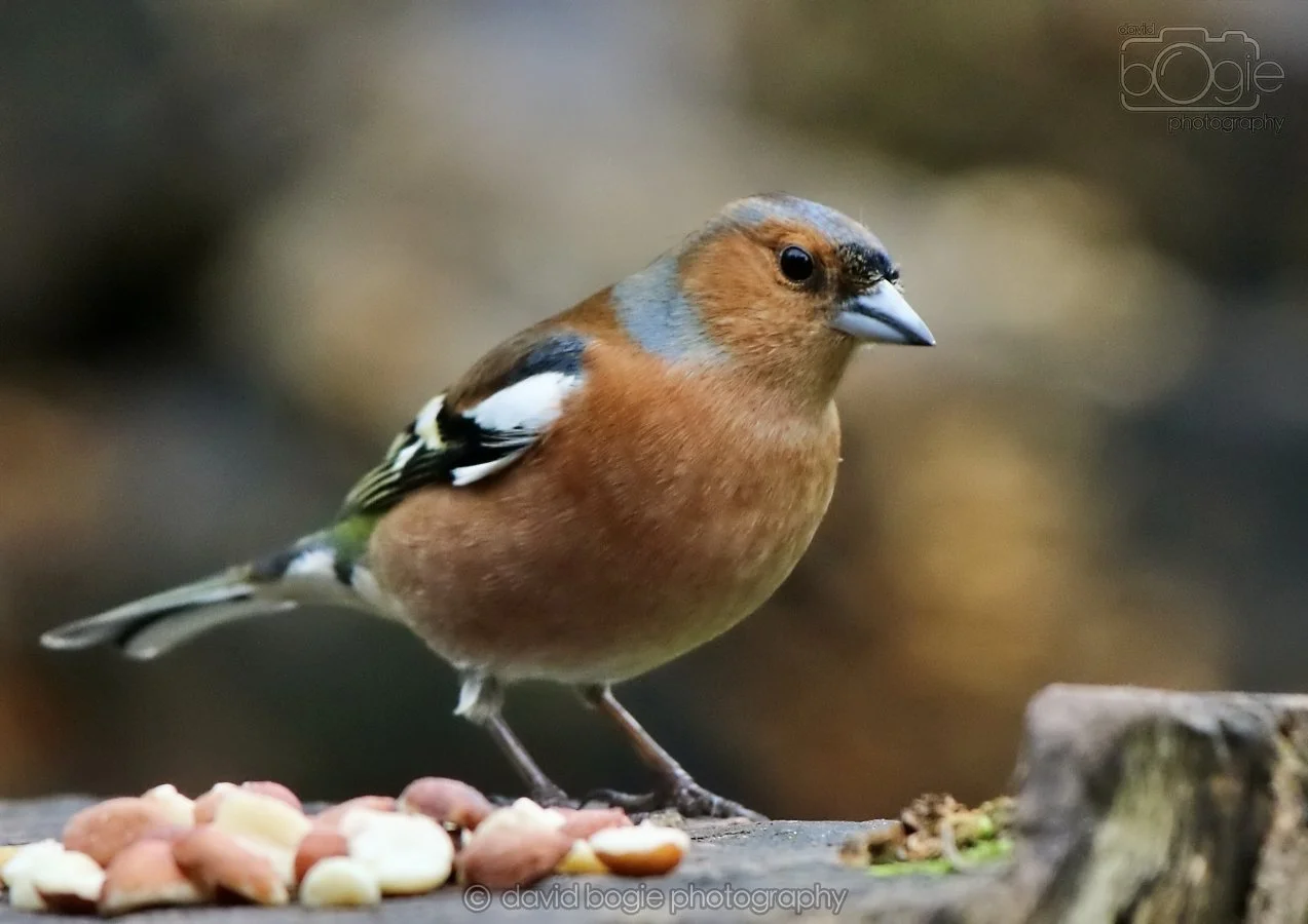 20260314 141028 Silverburn 0129.jpg