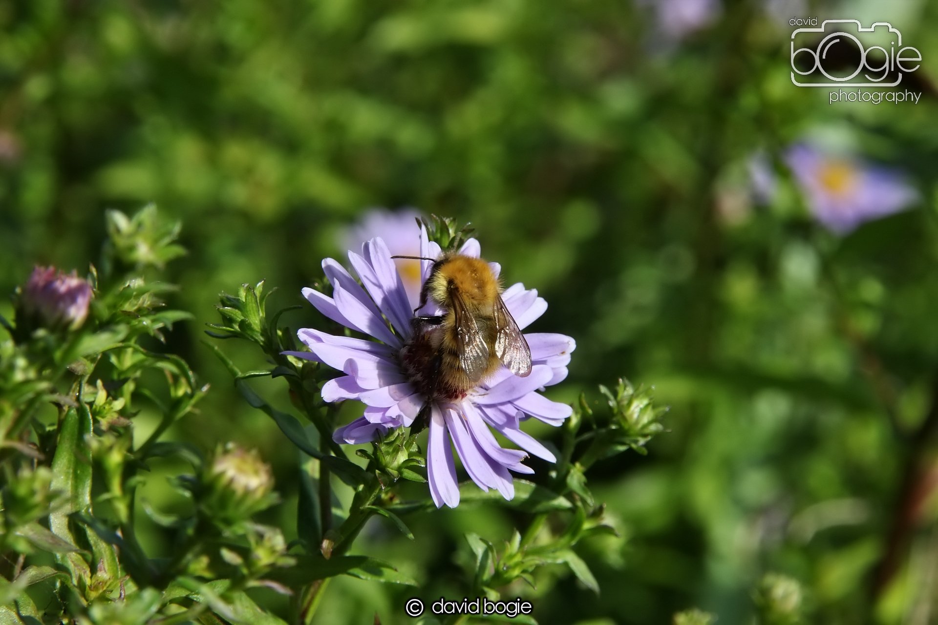 20250812 143855 Dysart 0116.JPG