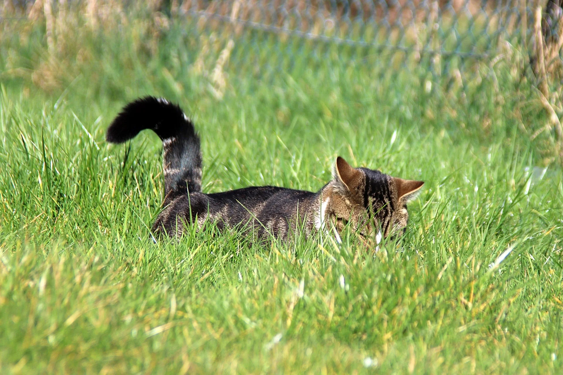 CATS 0145.jpg