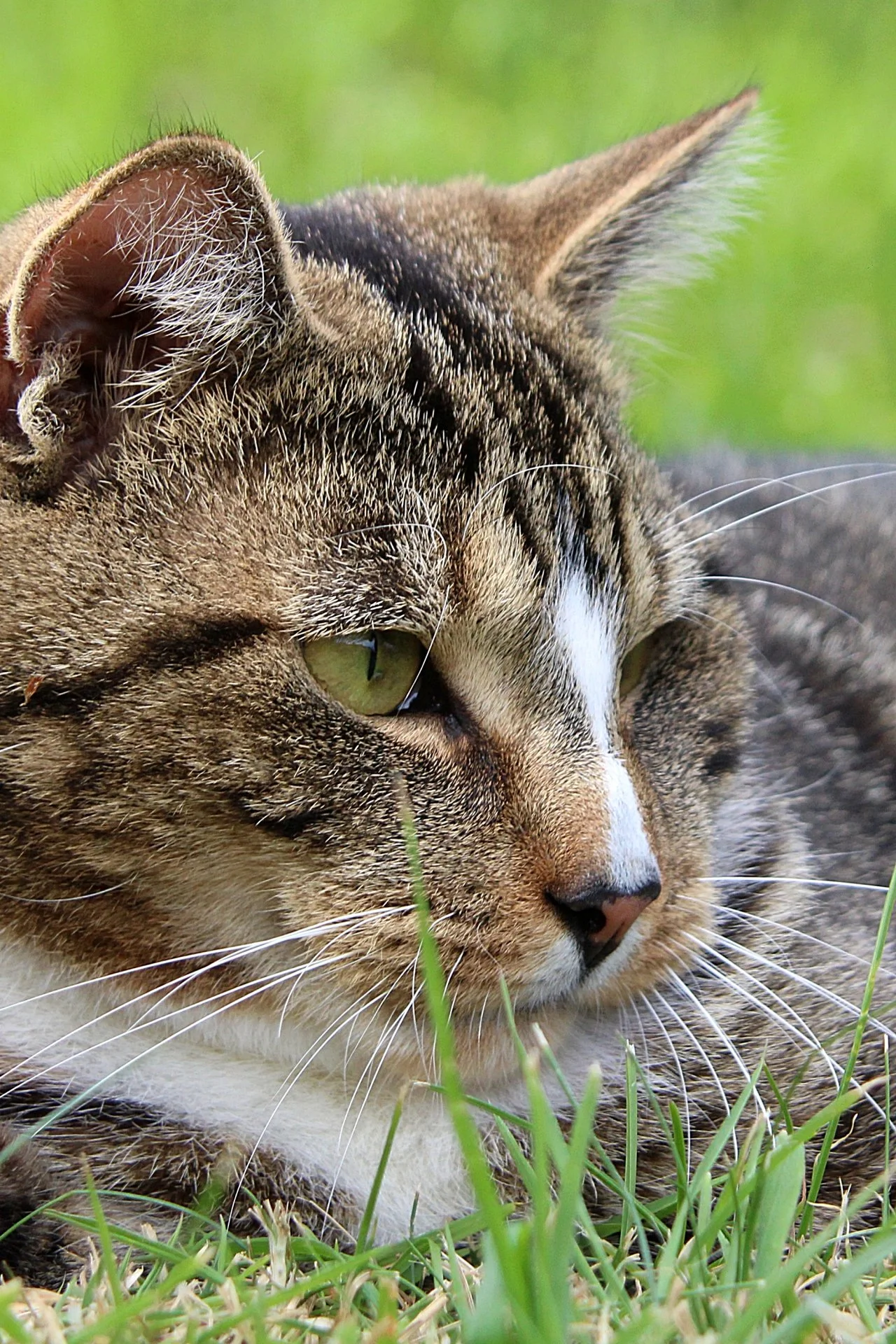 CATS 0274.jpg