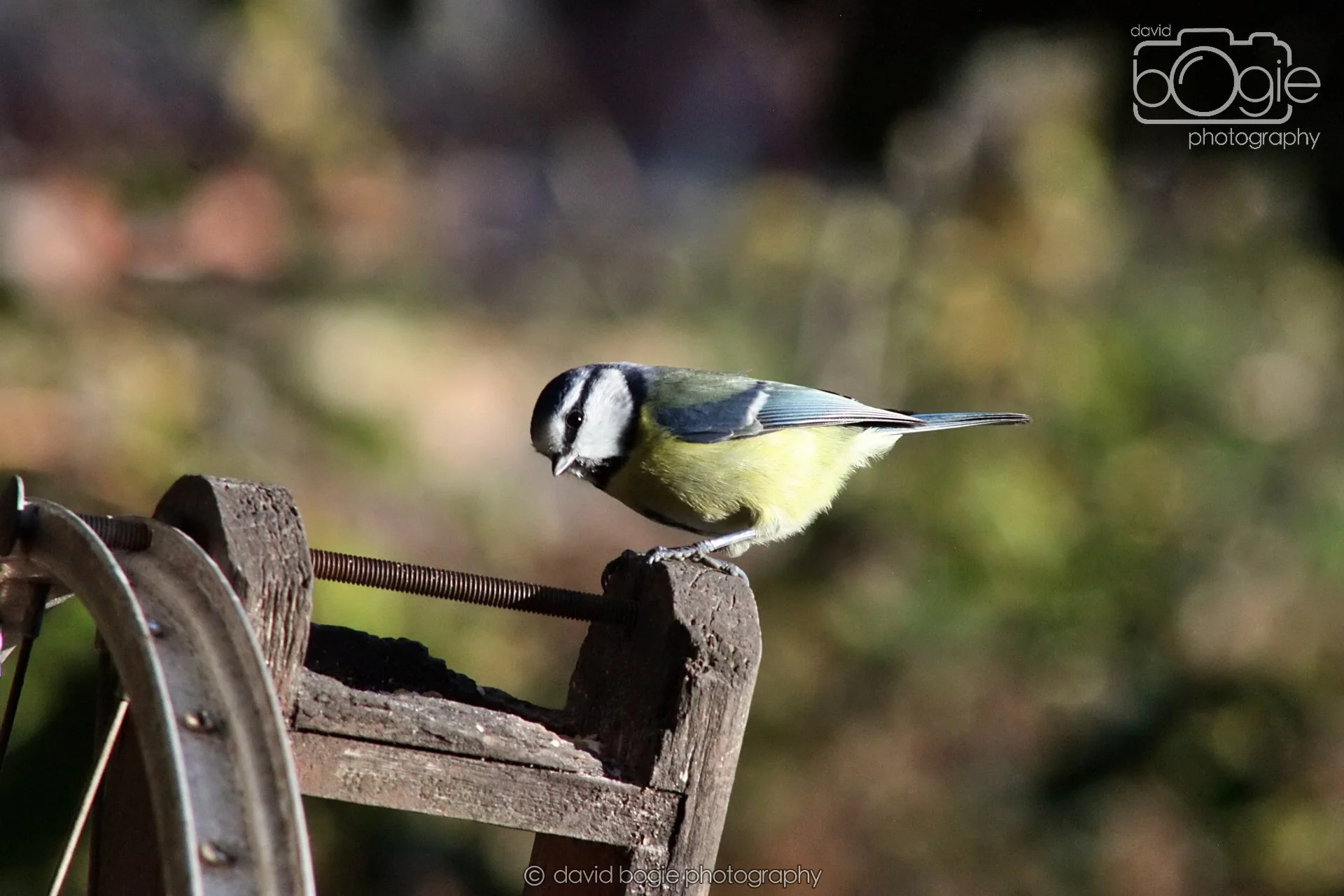 20251125 140618 Silverburn 0360.JPG