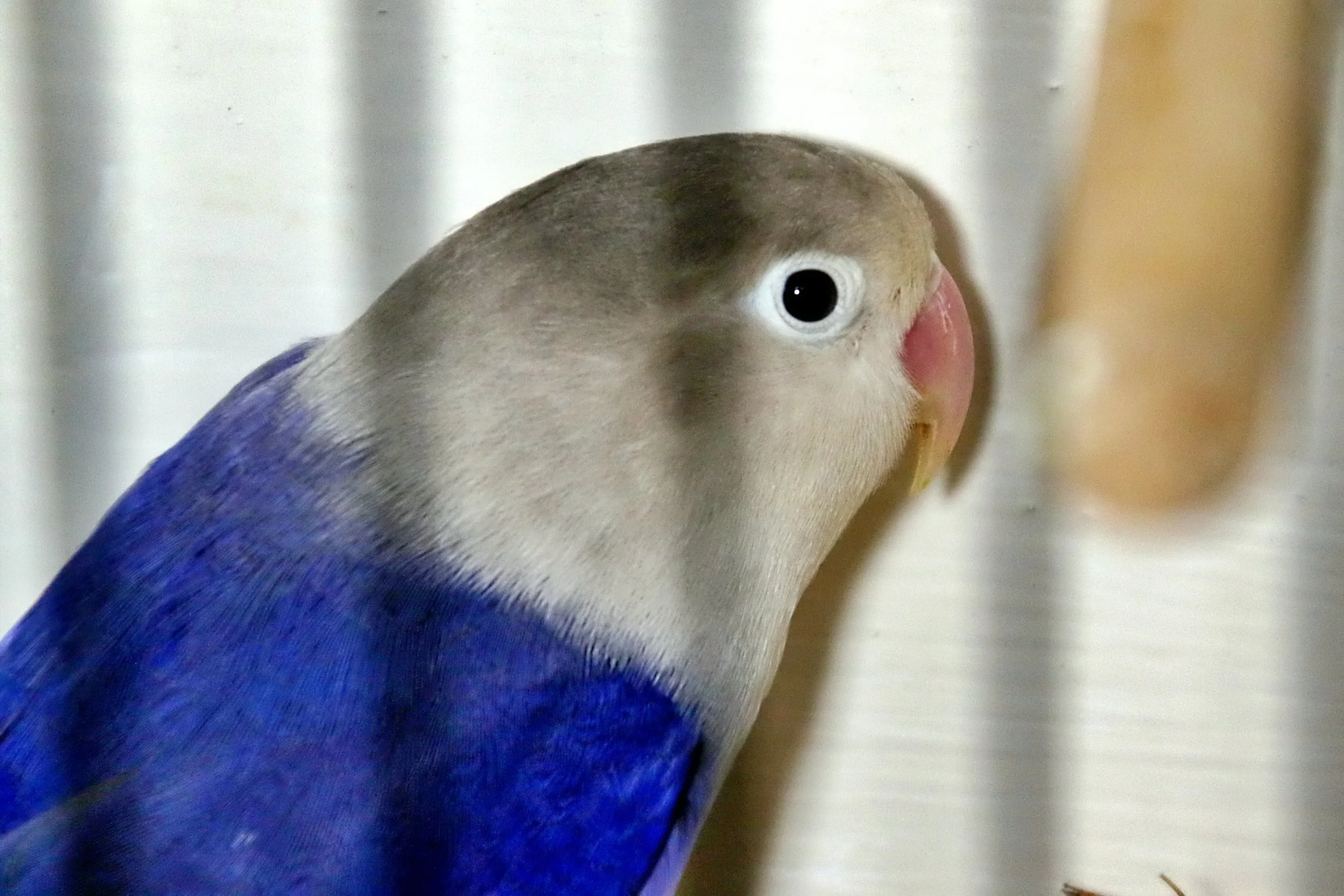 20251102 124848 Markinch CBS  0554.JPG