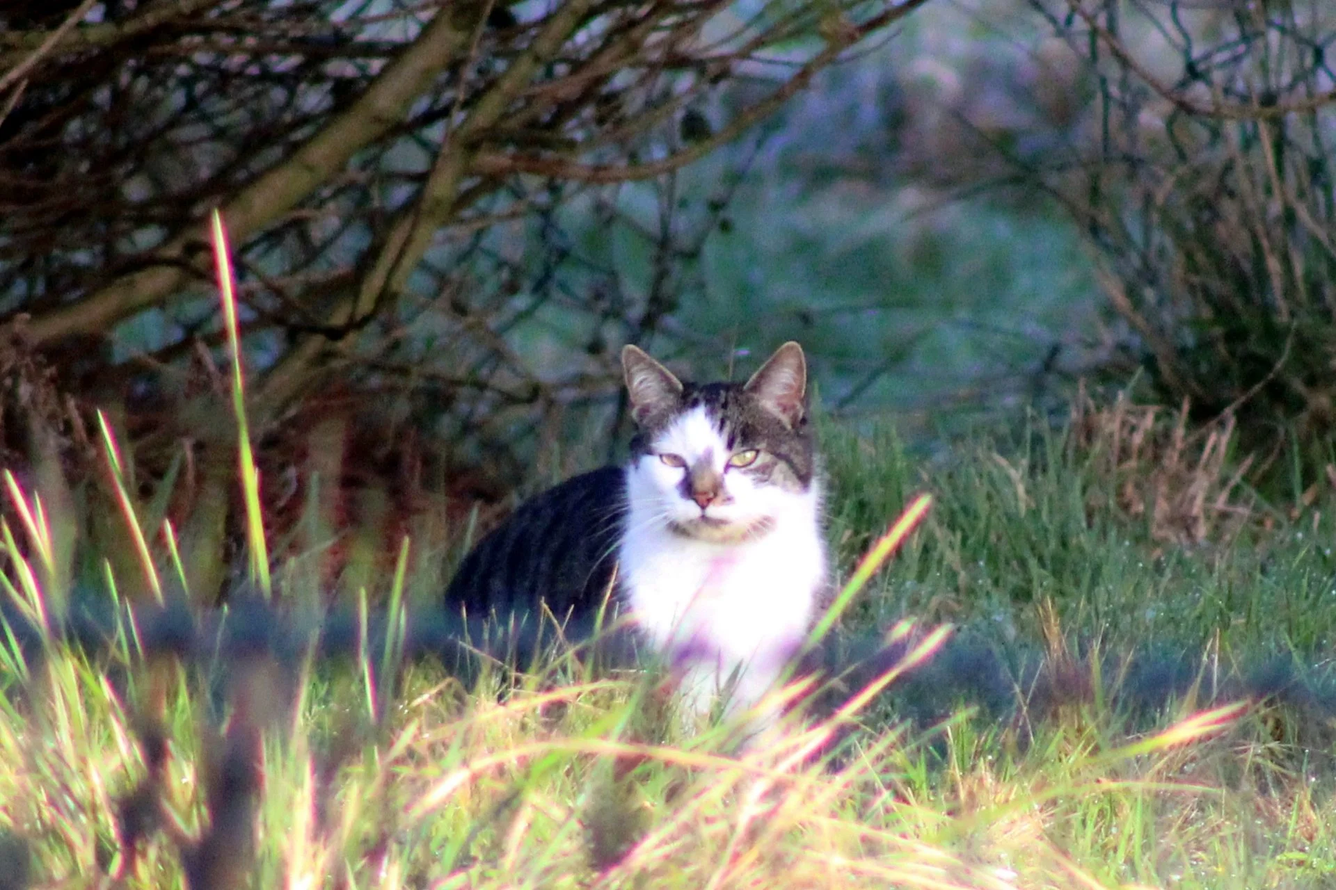 CATS 0033.jpg