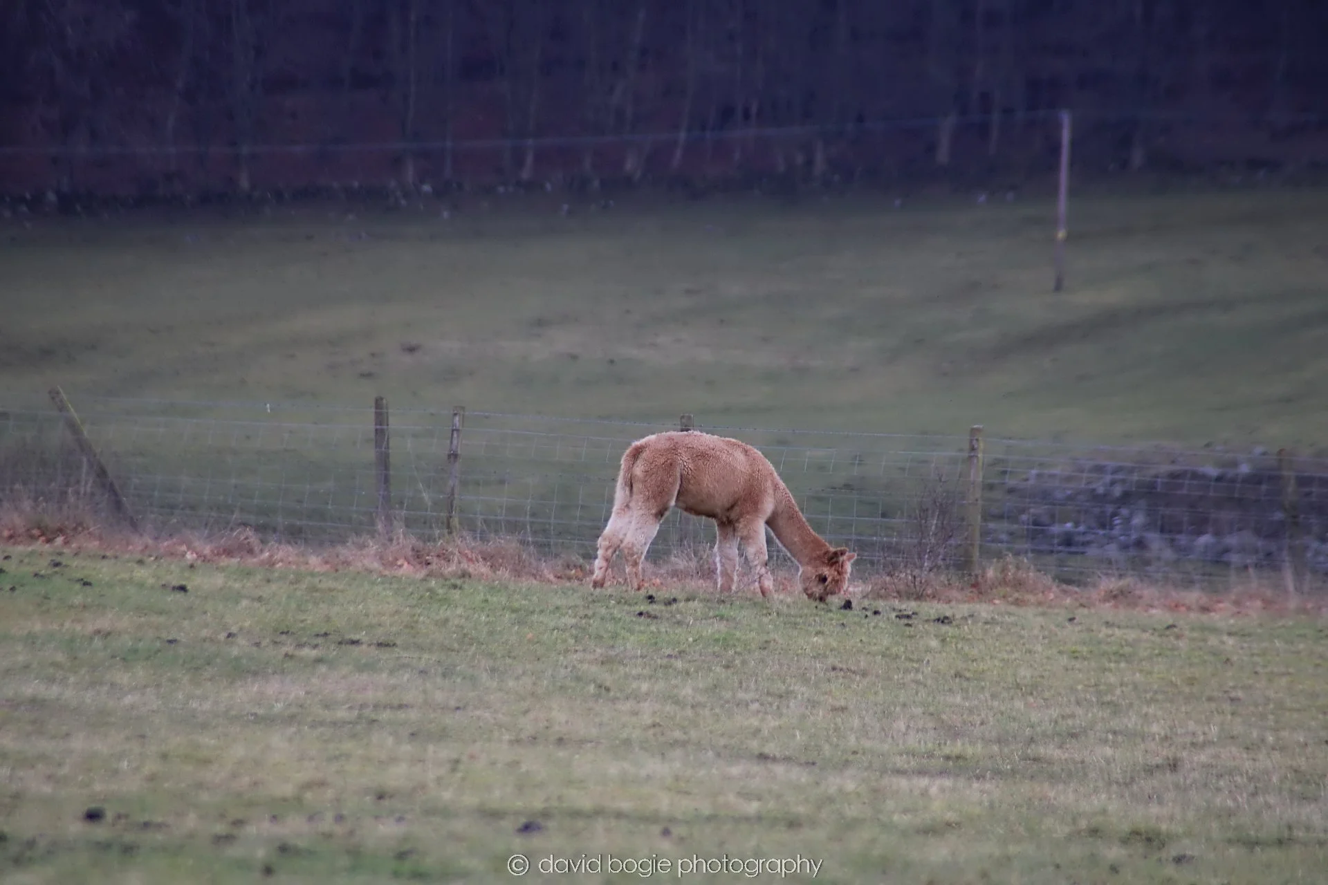 YEAR20230215 Lochore IMG_0037.jpg