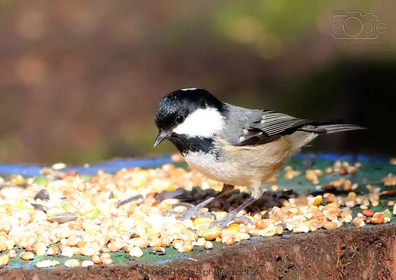 20260306 115159 Dunnikier 0308.jpg