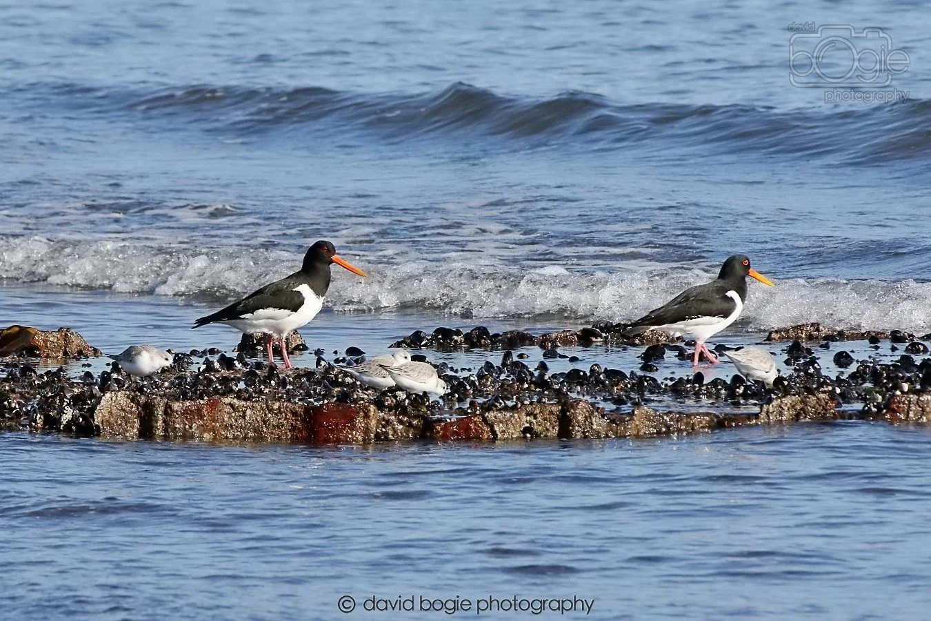 20260307 110947 Kirkcaldy 0016.jpg