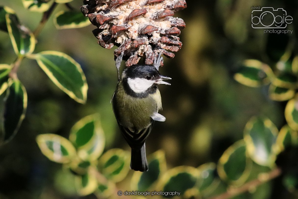 20251231 135236 Silverburn 0307.JPG