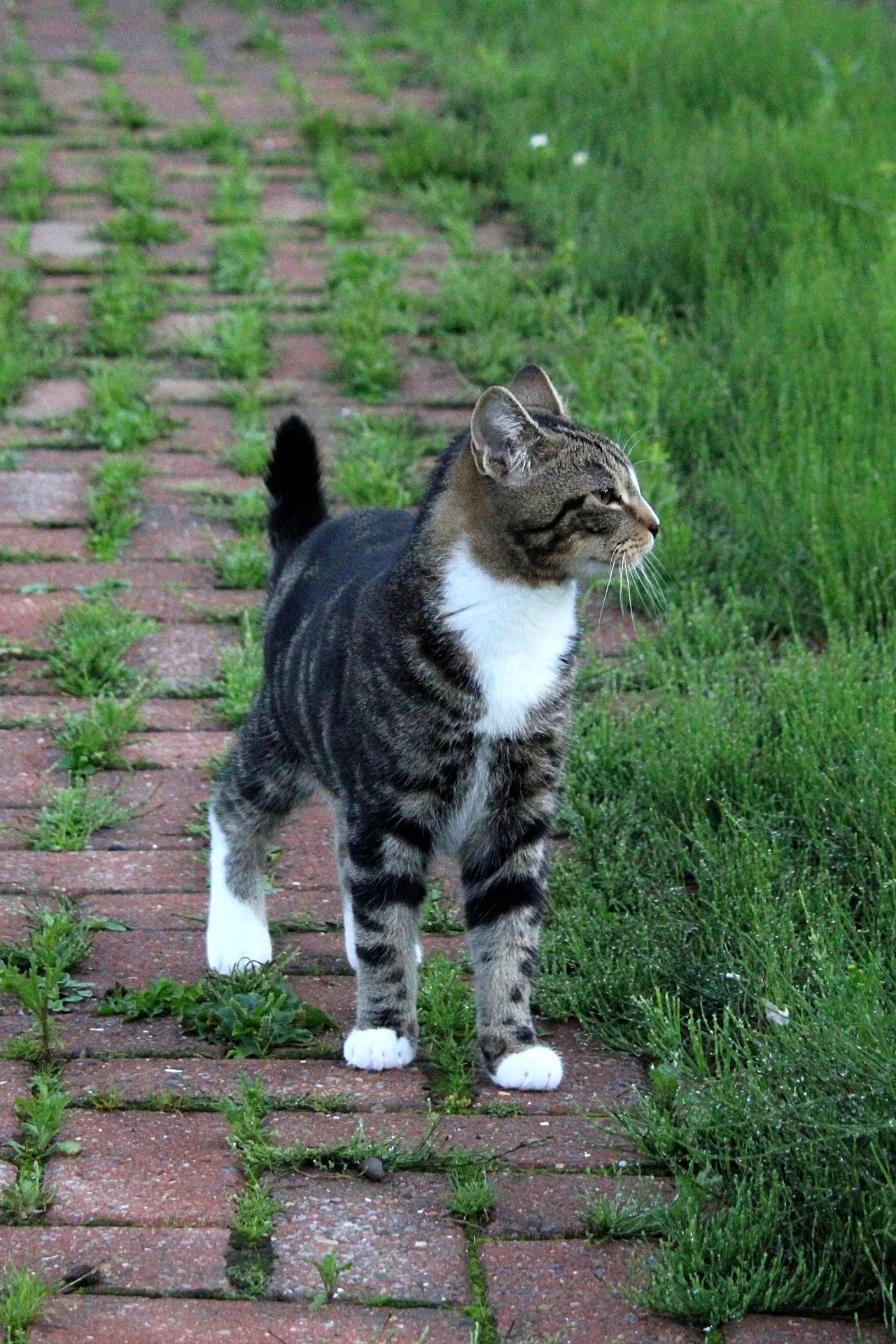 CATS 0120.jpg