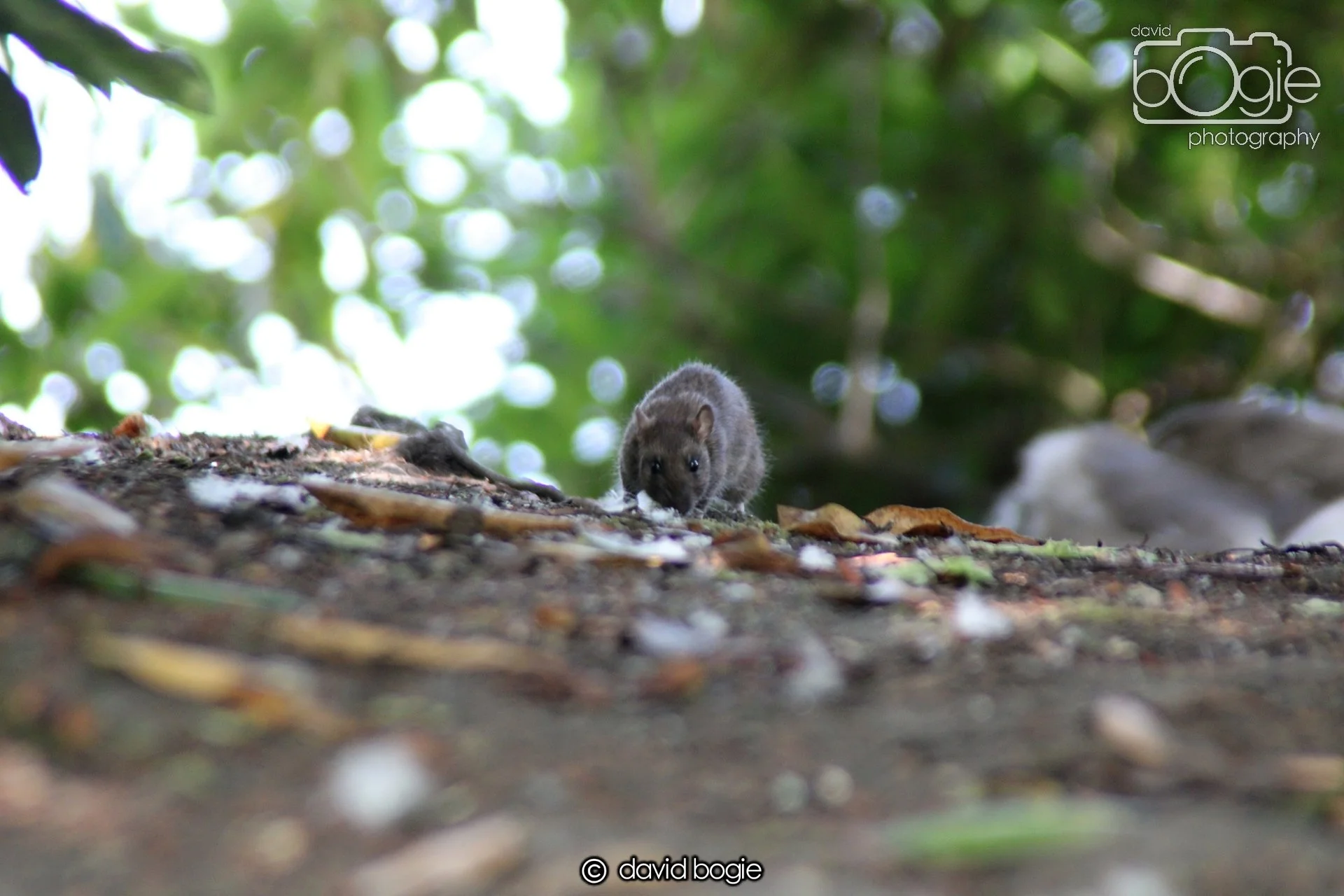 20210727 Beveridge Park19 .JPG