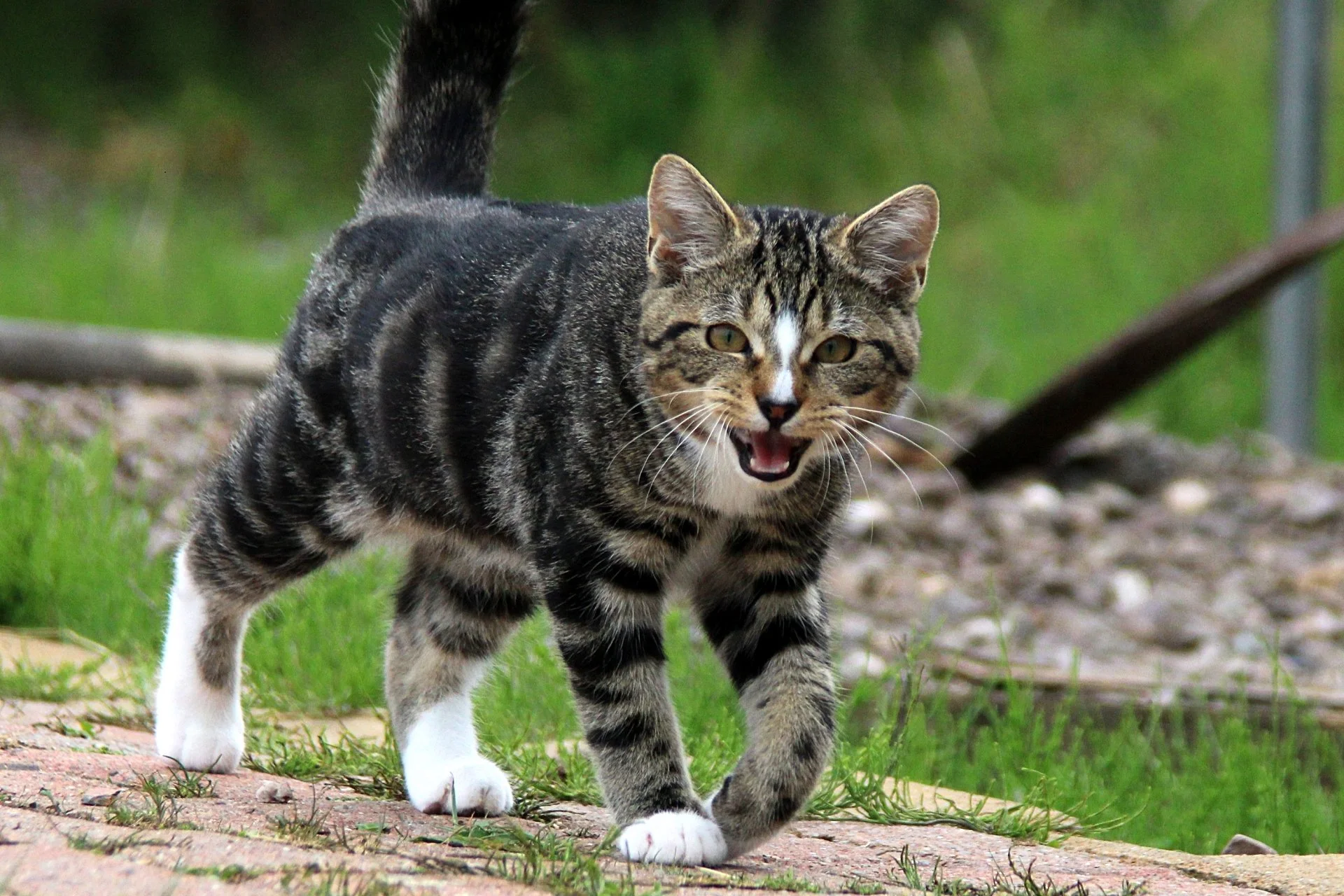 CATS 0093.jpg