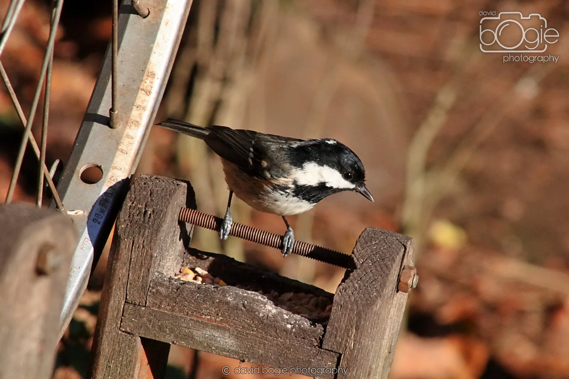 20251125 135045 Silverburn 0209.JPG