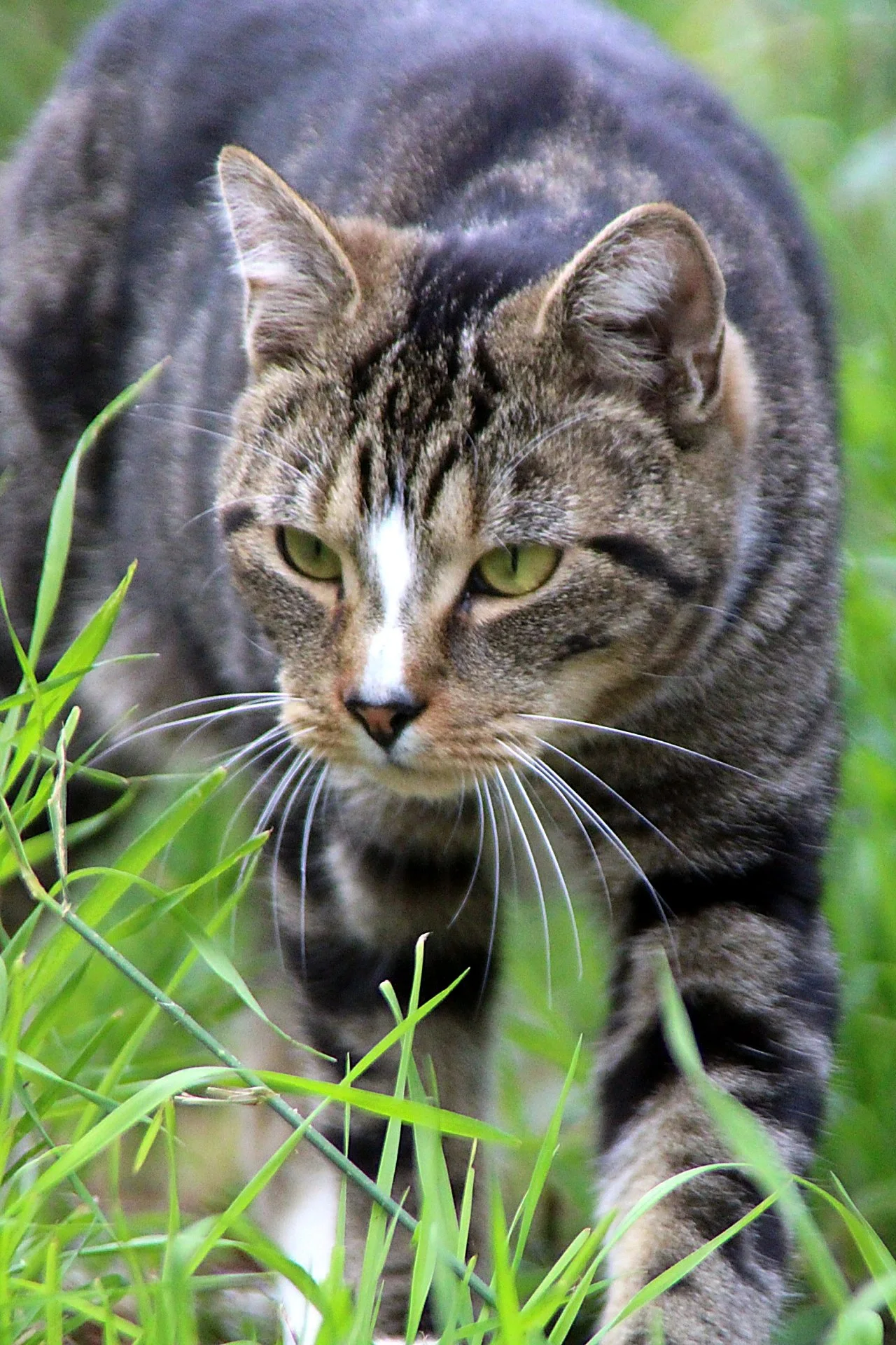 CATS 0243.jpg